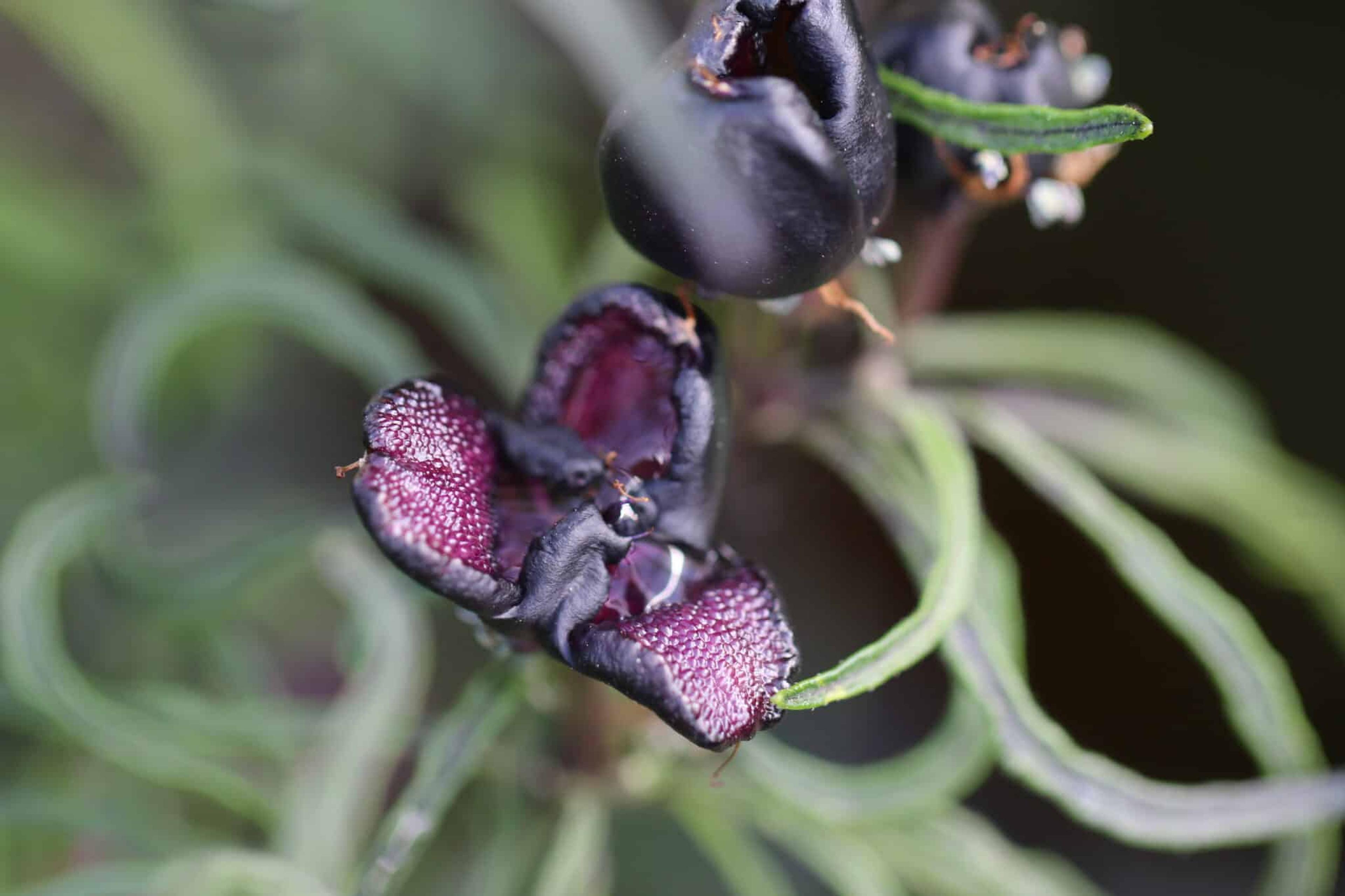 Mattapeno x Mutant miniatyrbild 5