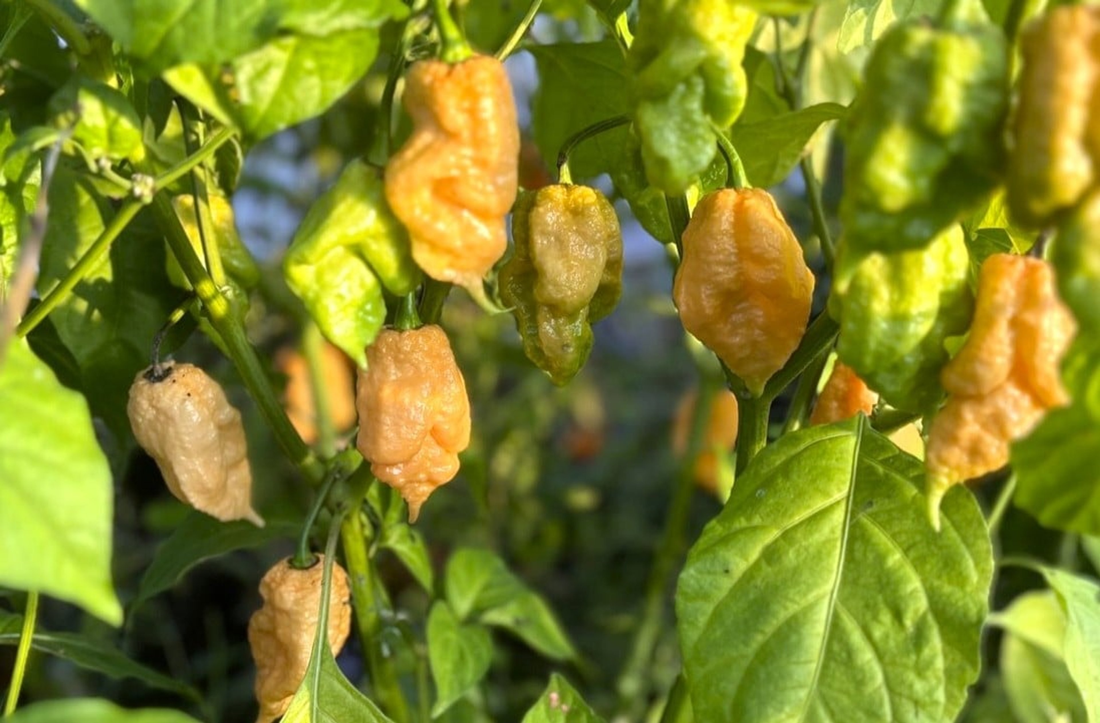 Trinidad Moruga Scorpion Peach - Svenskodlade chilifrön från Svenska Frön