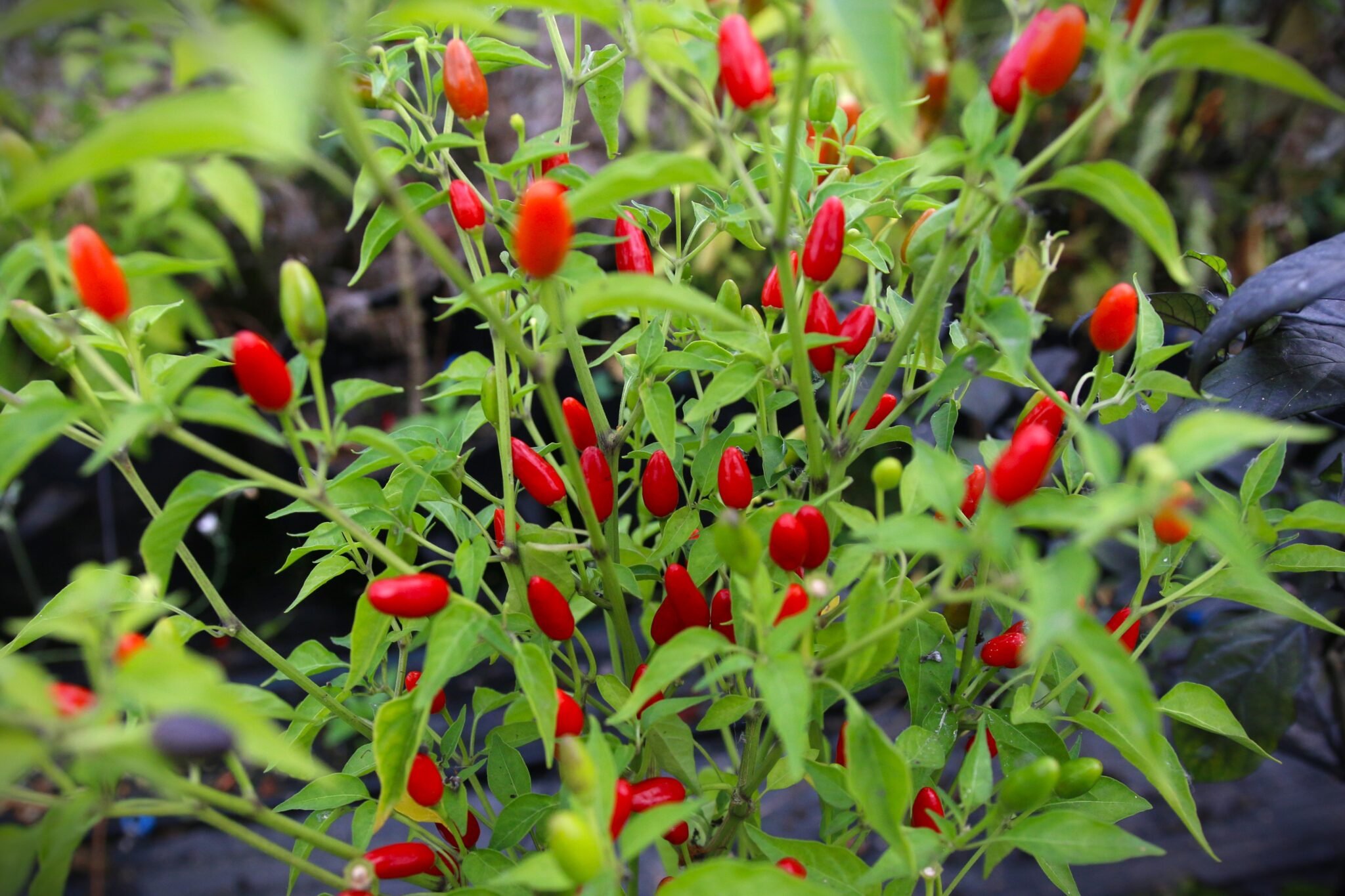 Köp Numex Bailey - Chilifrön online hos Svenska Frön Numex Bailey - Svenskodlade chilifrön från Svenska Frön