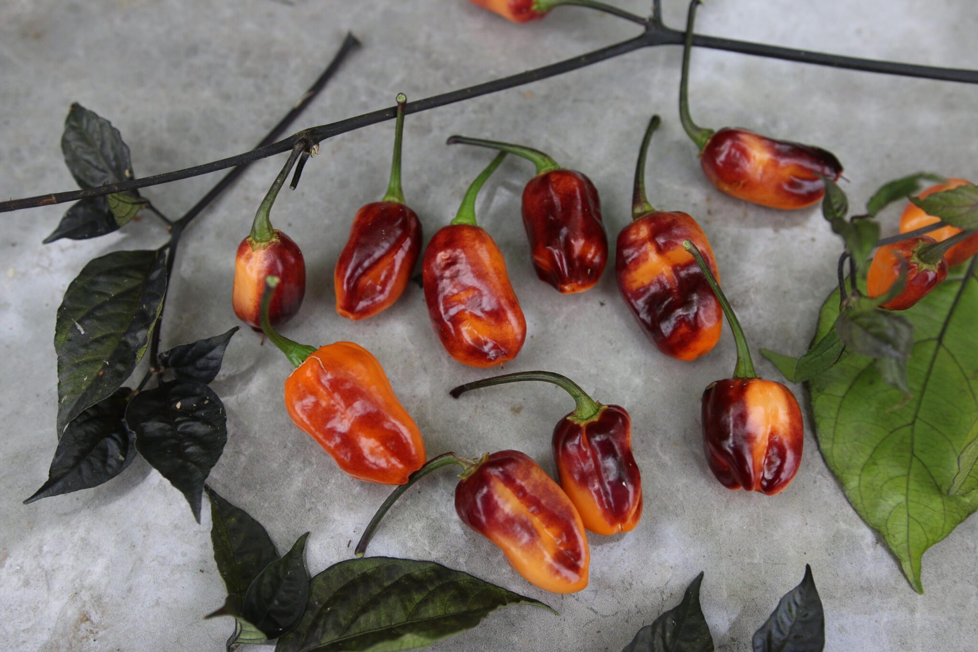 Olho De Mutum miniatyrbild 3