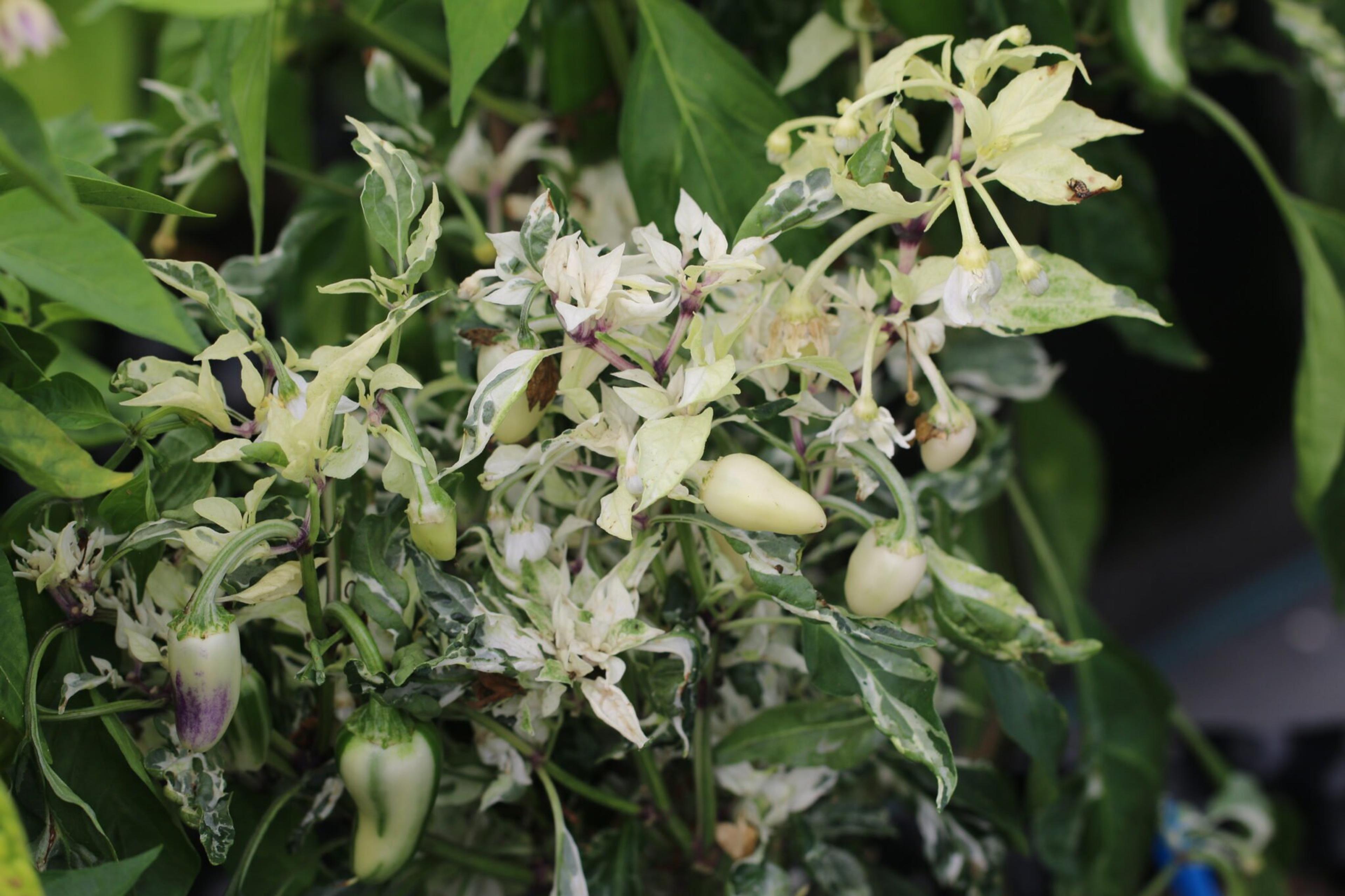 Mattapeno miniatyrbild 4