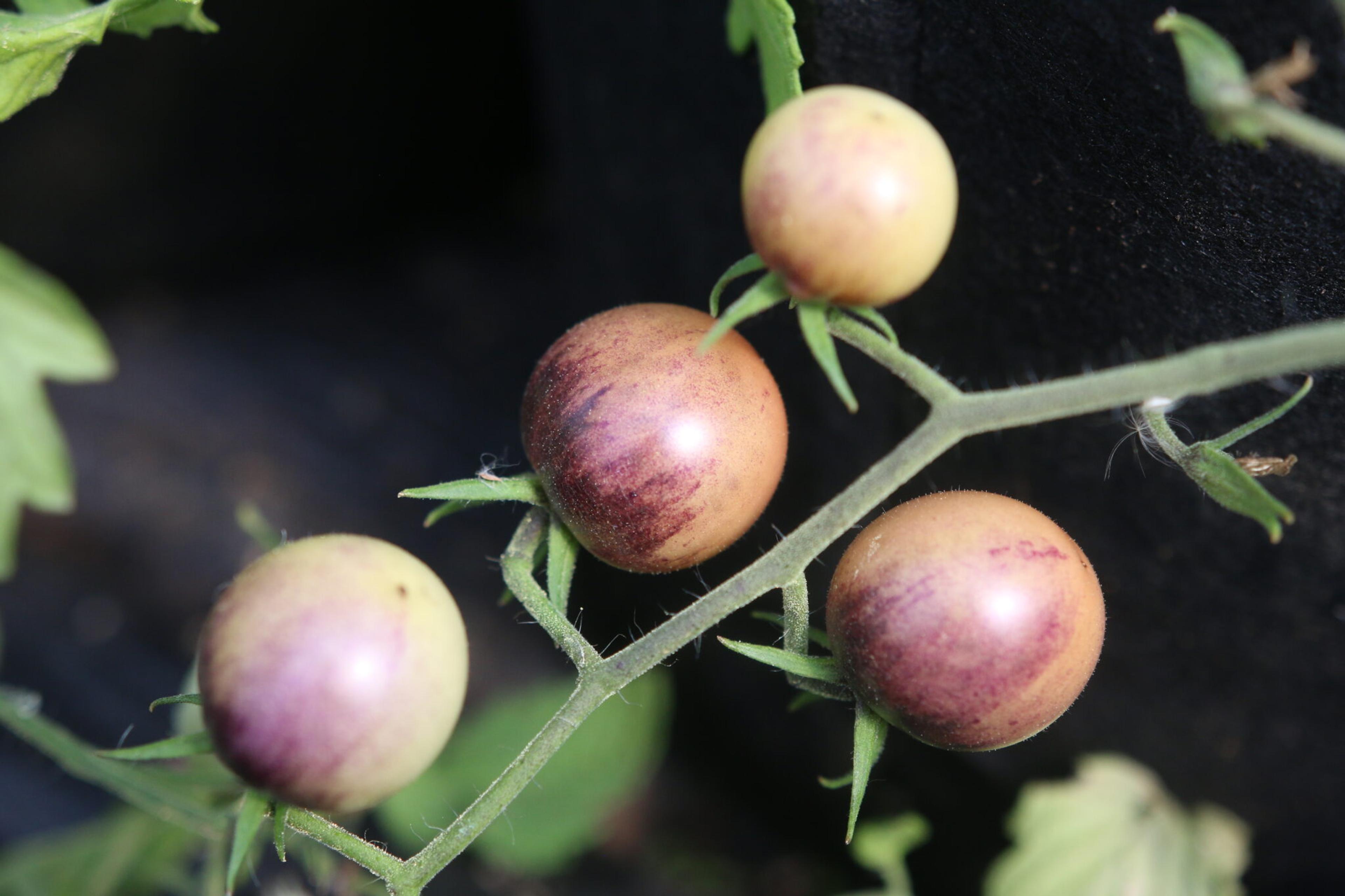 Painted Pink miniatyrbild 3