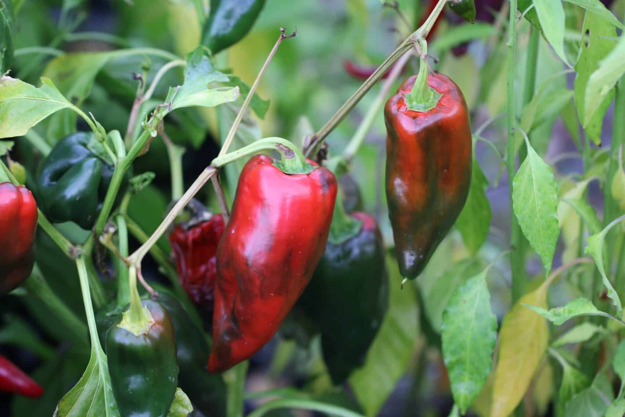 Köp Ancho Grande - Chilifrön online hos Svenska Frön Ancho Grande - Svenskodlade chilifrön från Svenska Frön