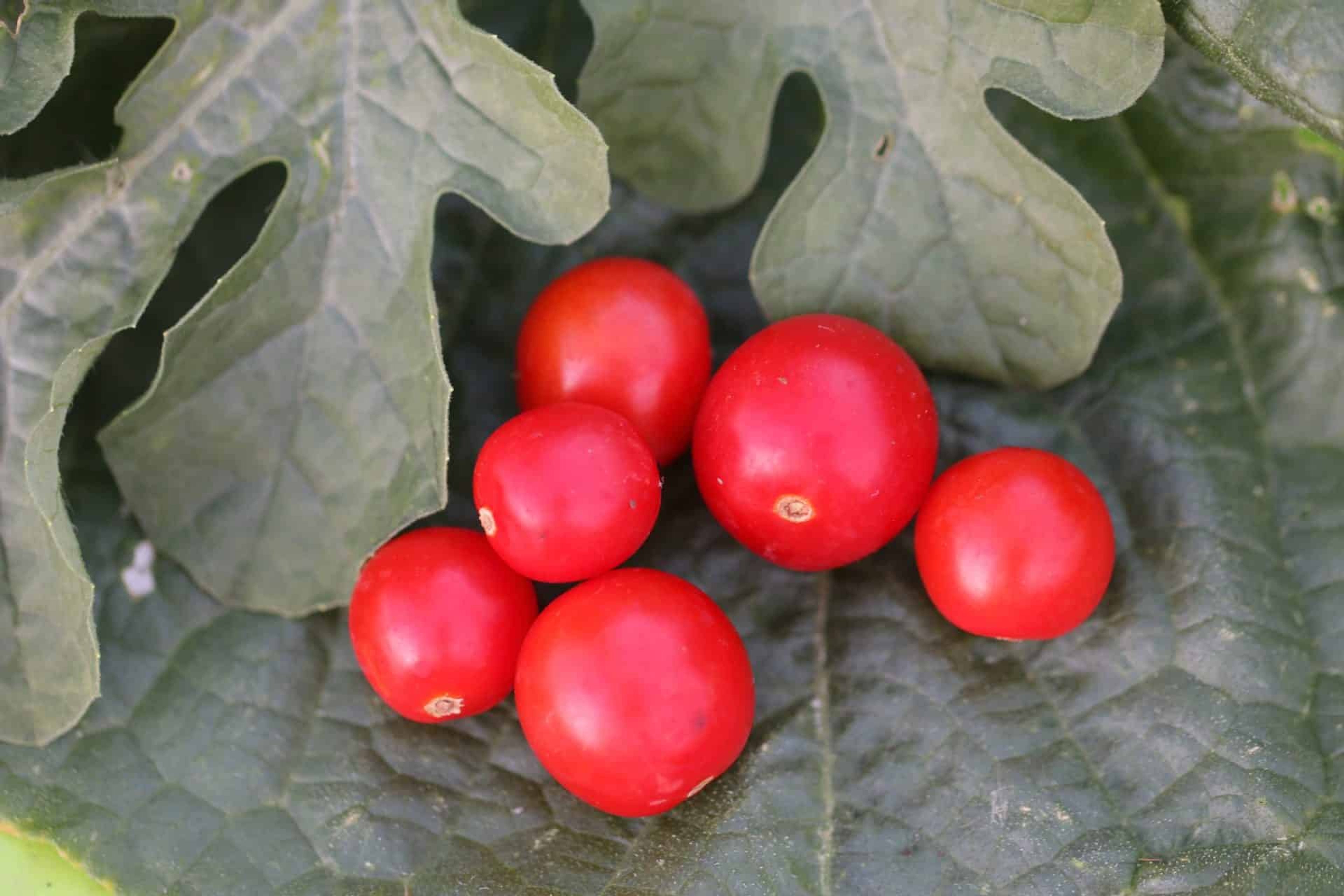 BAJAJA - Svenskodlade tomatfrön från Svenska Frön