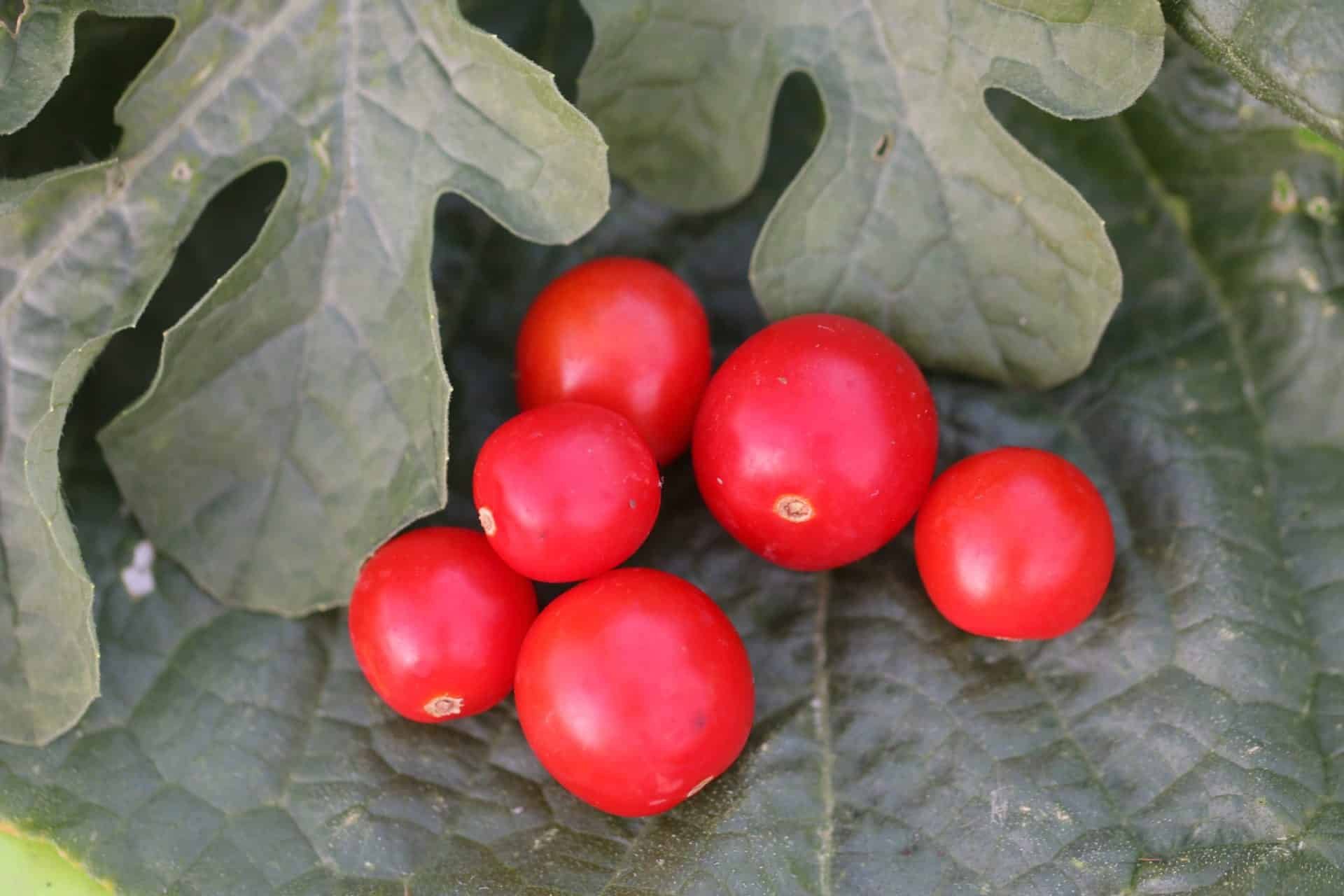 Köp BAJAJA - Tomatfrön online hos Svenska Frön BAJAJA - Svenskodlade tomatfrön från Svenska Frön