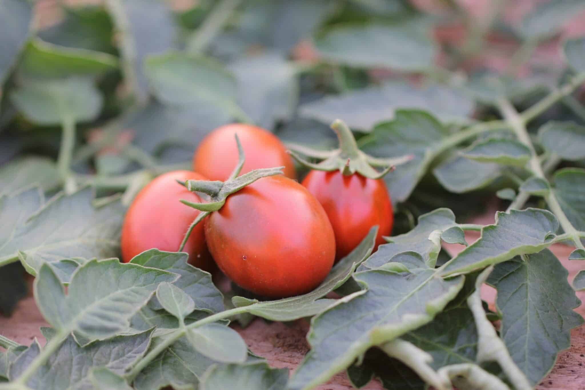 Köp Brown Berry - Tomatfrön online hos Chilifrön.se Mörkbruna Brown Berry-körsbärstomater i klase