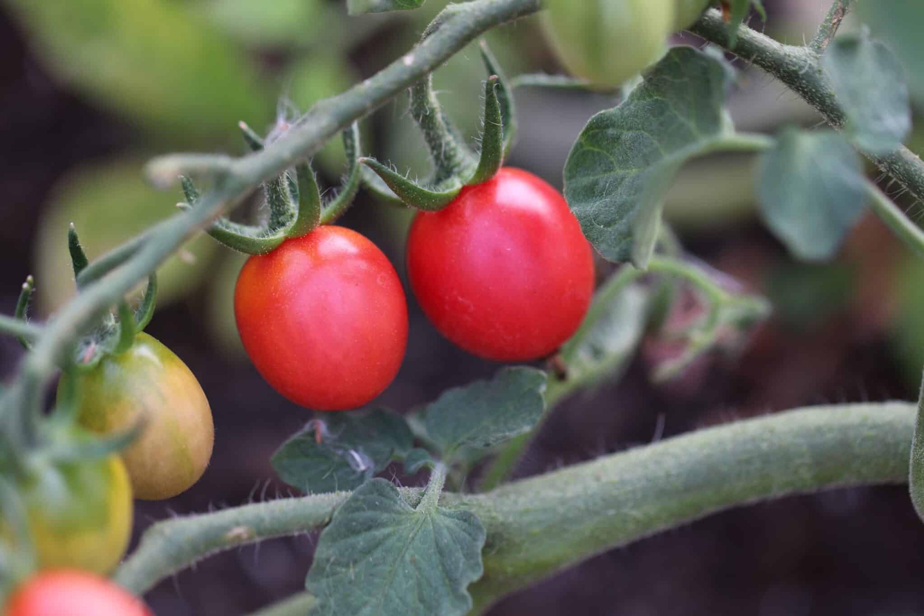 Raspberry Red Hood miniatyrbild 1