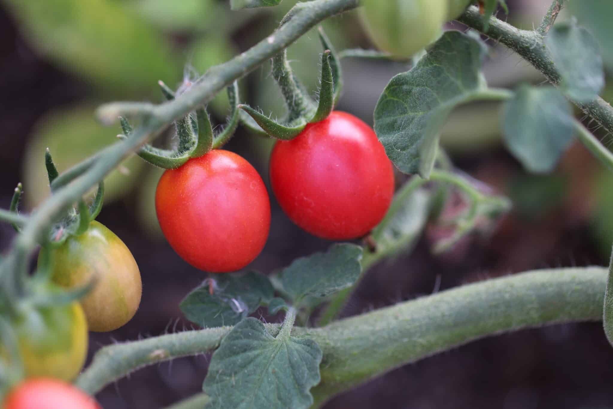 Köp Raspberry Red Hood - Tomatfrön online hos Svenska Frön Raspberry Red Hood - Svenskodlade tomatfrön från Svenska Frön