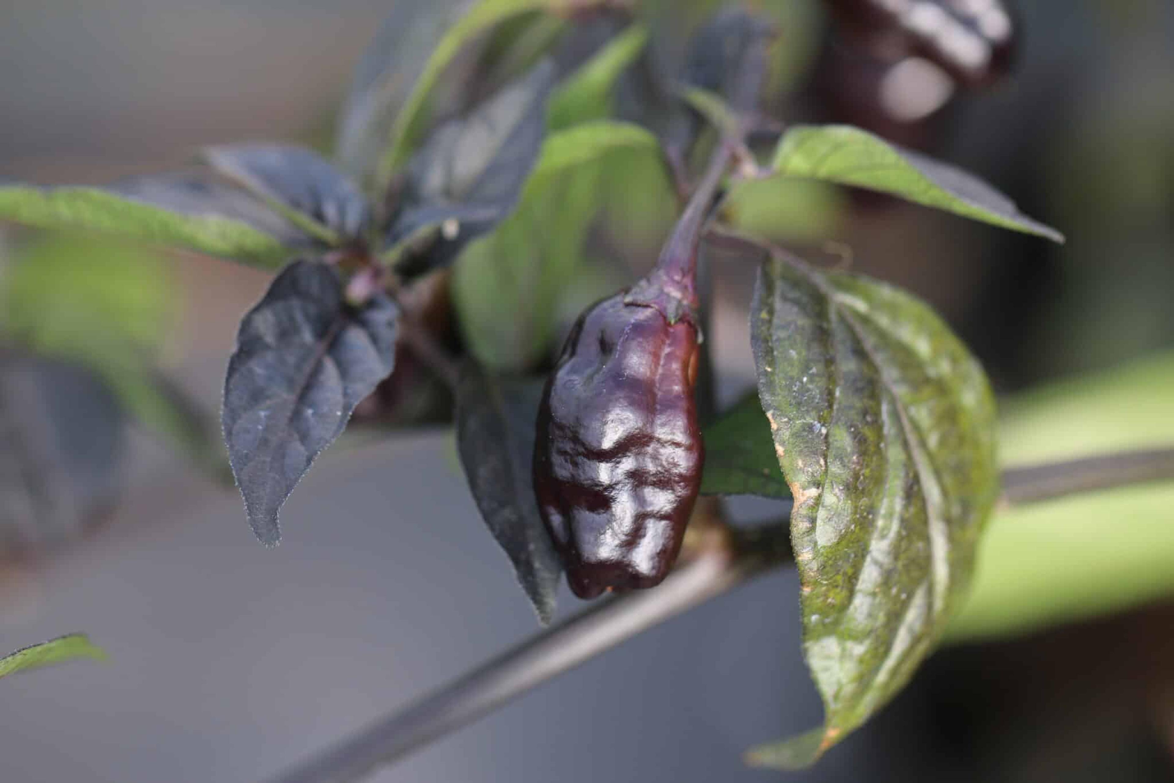 Pimenta Puma miniatyrbild 2