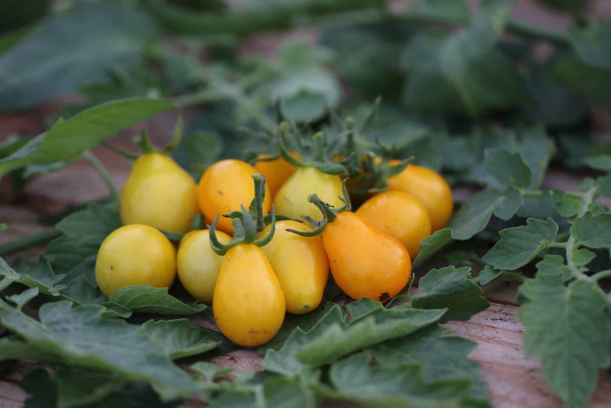 Köp Yellow Submarine - Tomatfrön online hos Chilifrön.se Gula päronformade Yellow Submarine-tomater på grön kvist