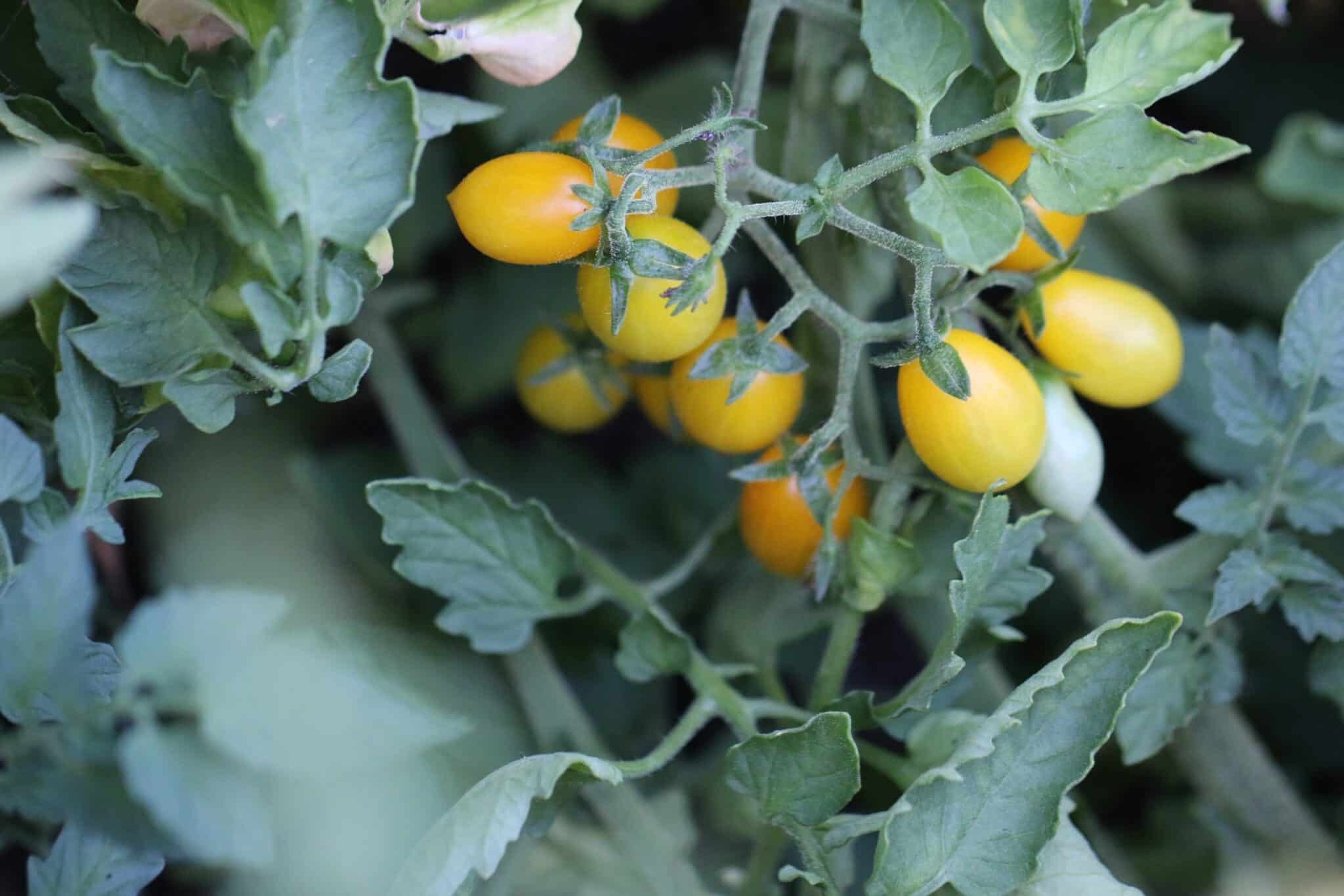 Yellow Pear - Svenskodlade tomatfrön från Svenska Frön