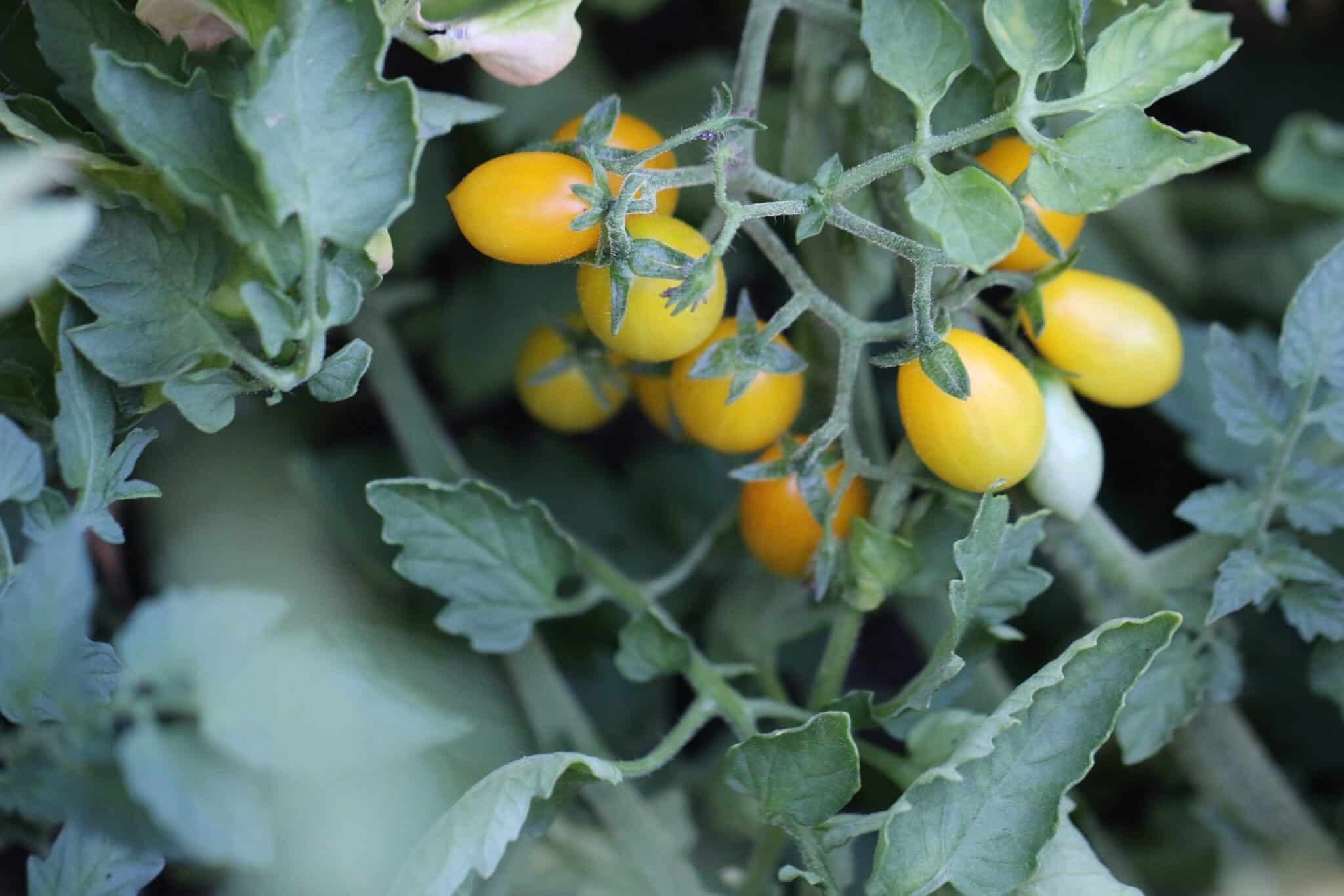 Köp Yellow Pear - Tomatfrön online hos Svenska Frön Yellow Pear - Svenskodlade tomatfrön från Svenska Frön