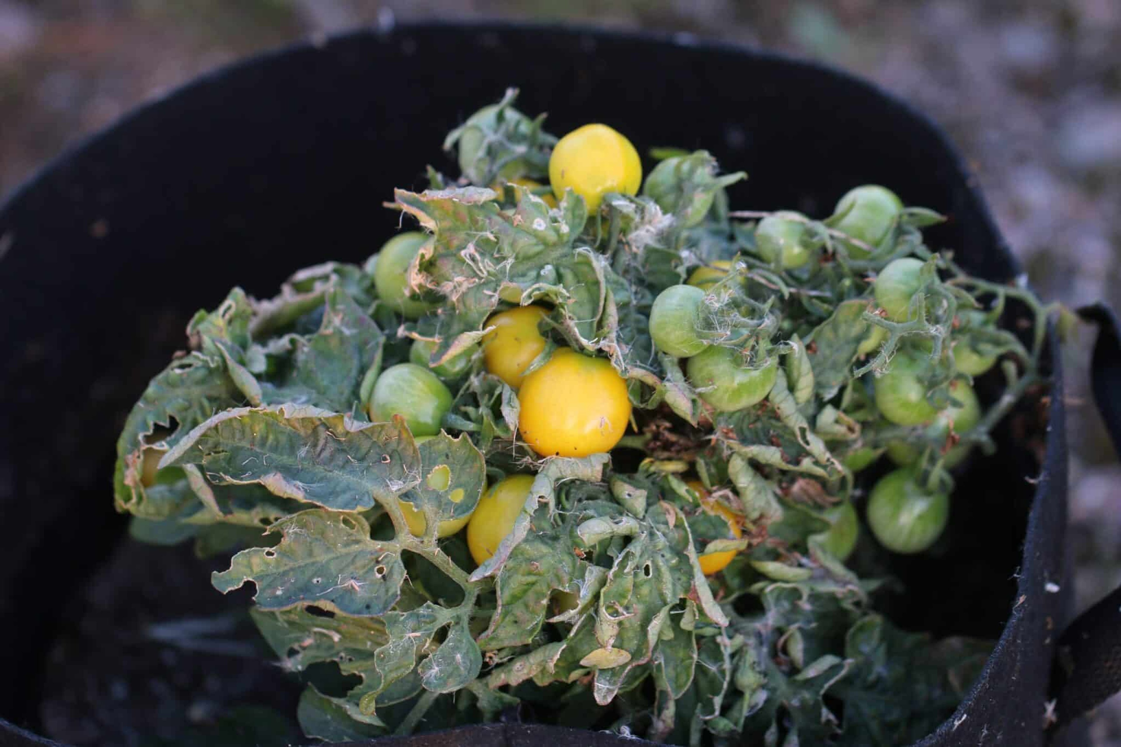 Balconi Yellow - Svenskodlade tomatfrön från Svenska Frön