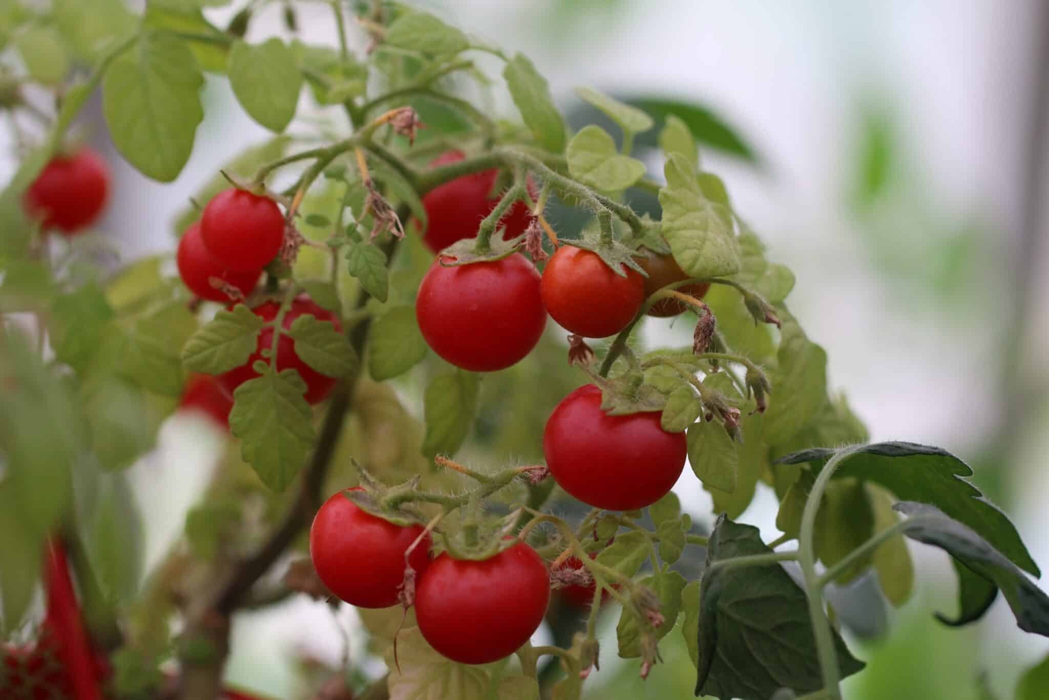 Köp Cherry Falls - Tomatfrön online hos Chilifrön.se Röda Cherry Falls-körsbärstomater som hänger ut över kanten på en ampel