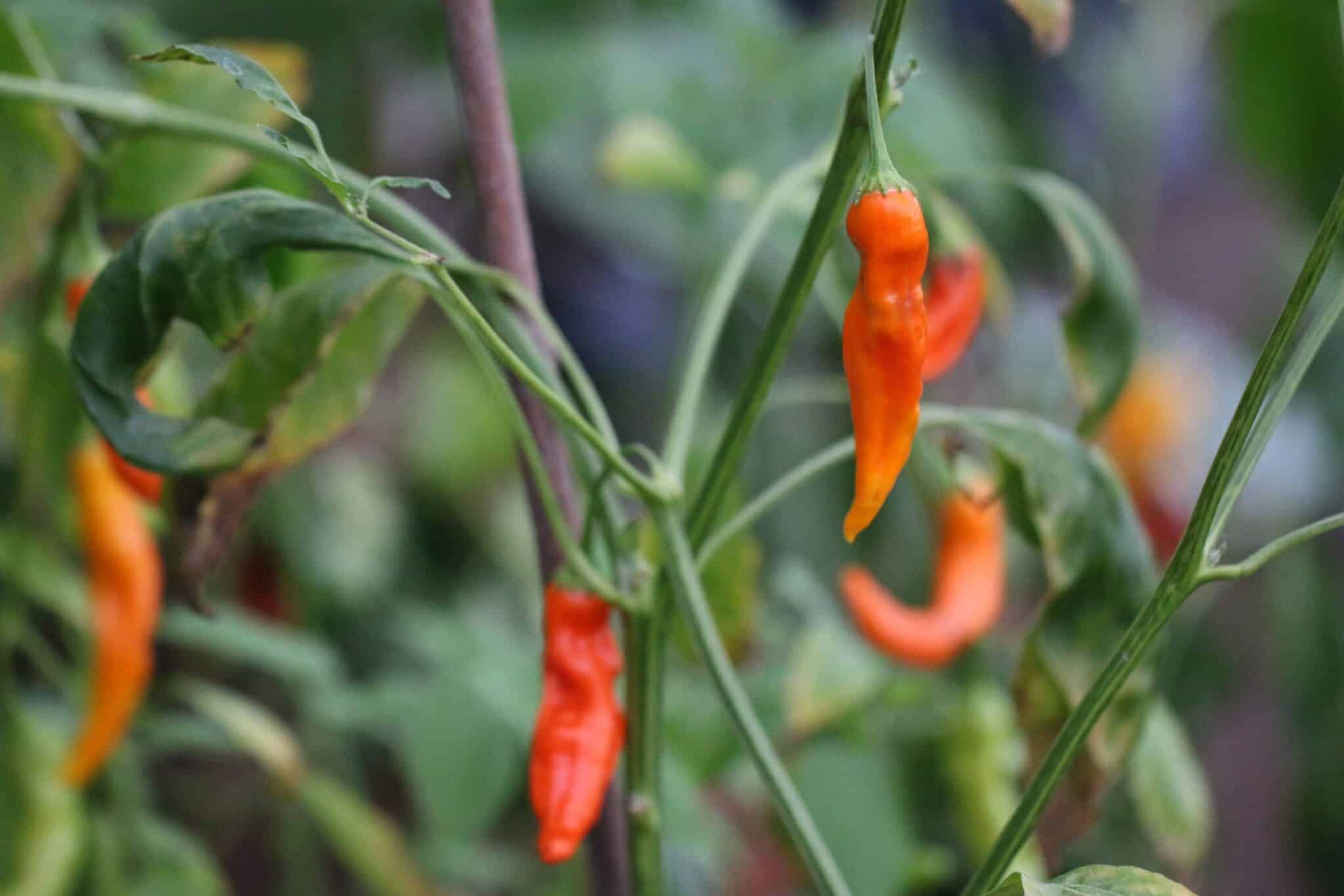 CAP 220/Aji Ahuchapáu - Svenskodlade chilifrön från Svenska Frön