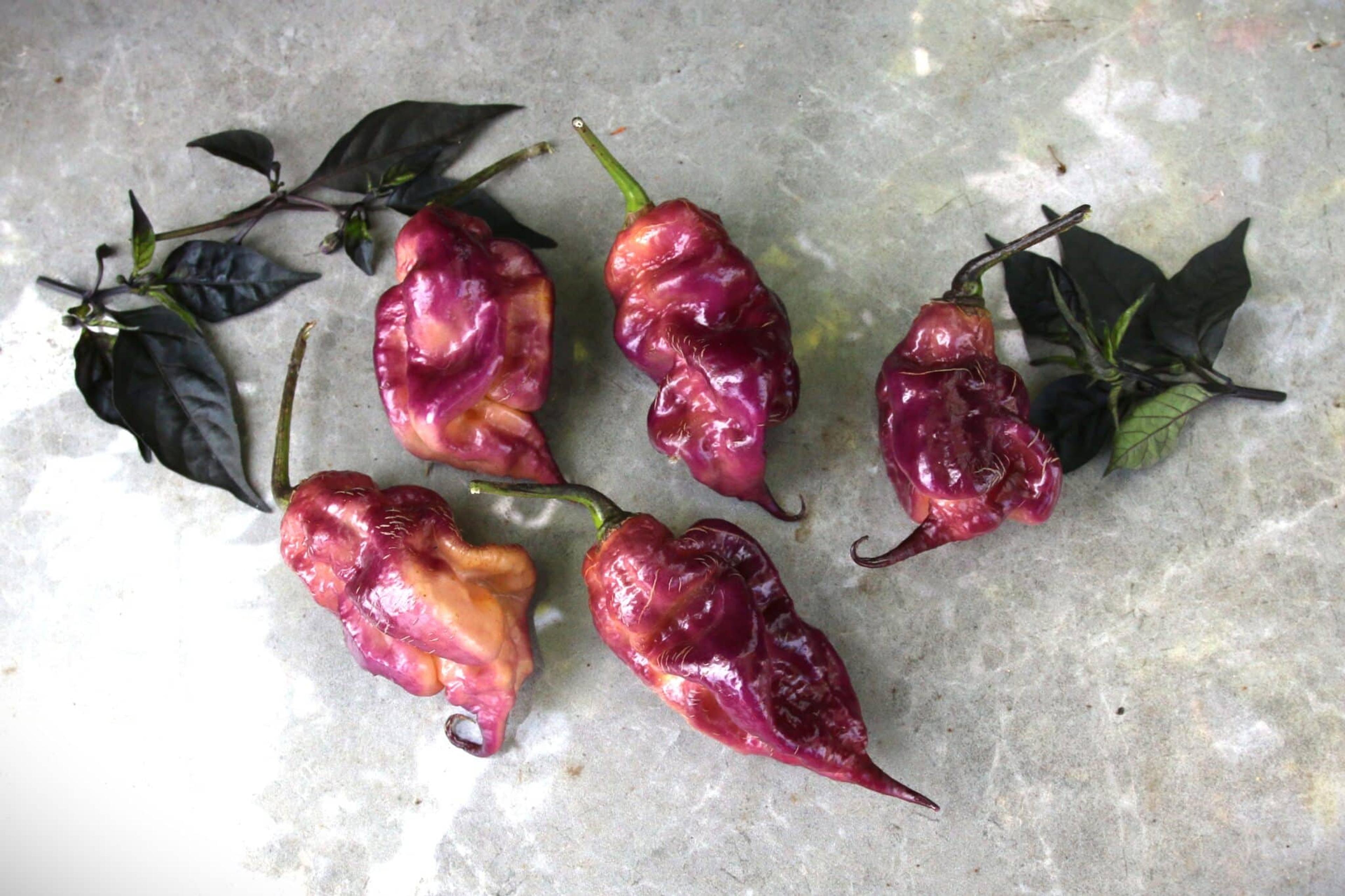 Ganzo Peach miniatyrbild 1