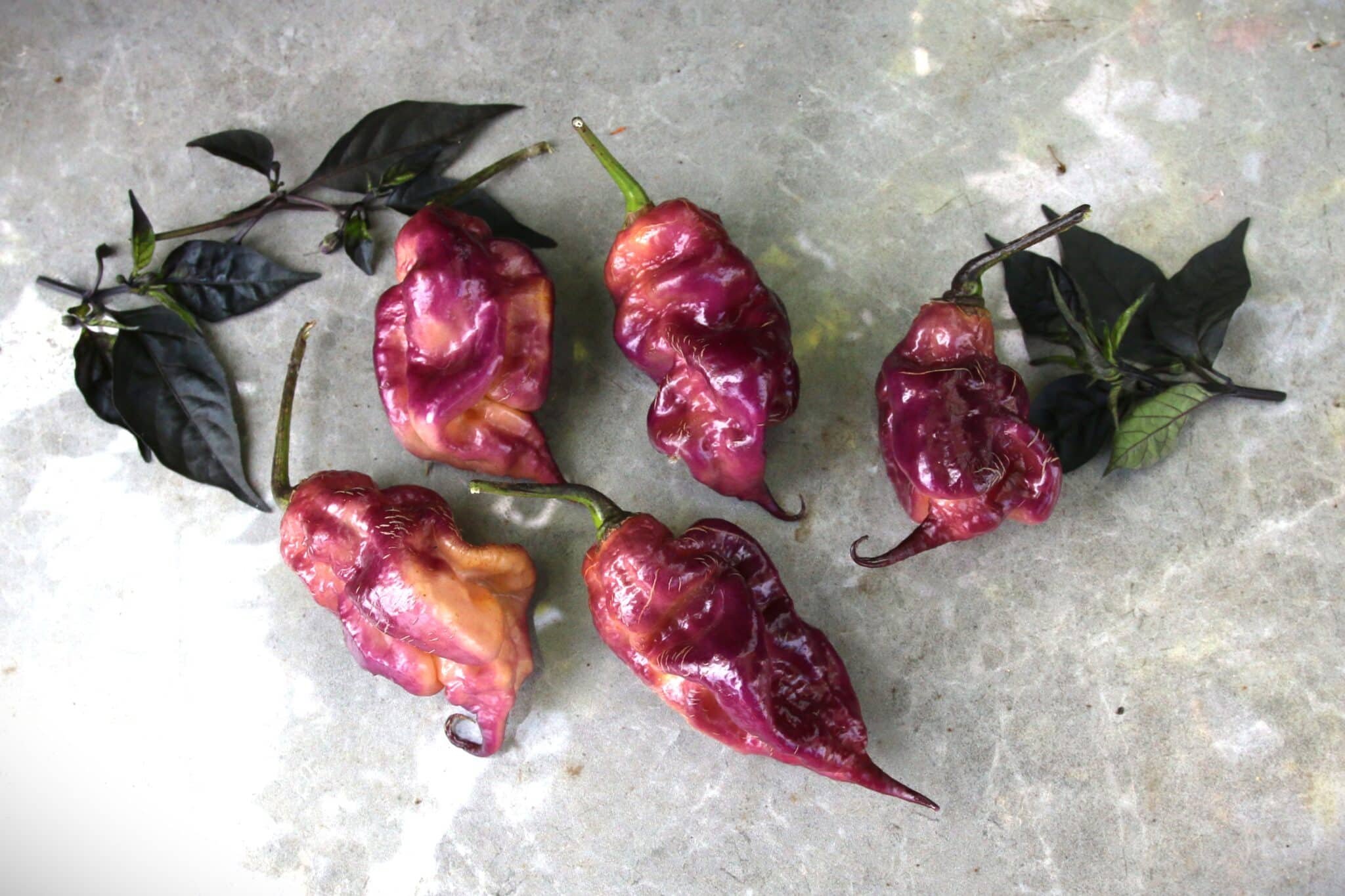 Köp Ganzo Peach - Chilifrön online hos Svenska Frön Ganzo Peach - Svenskodlade chilifrön från Svenska Frön