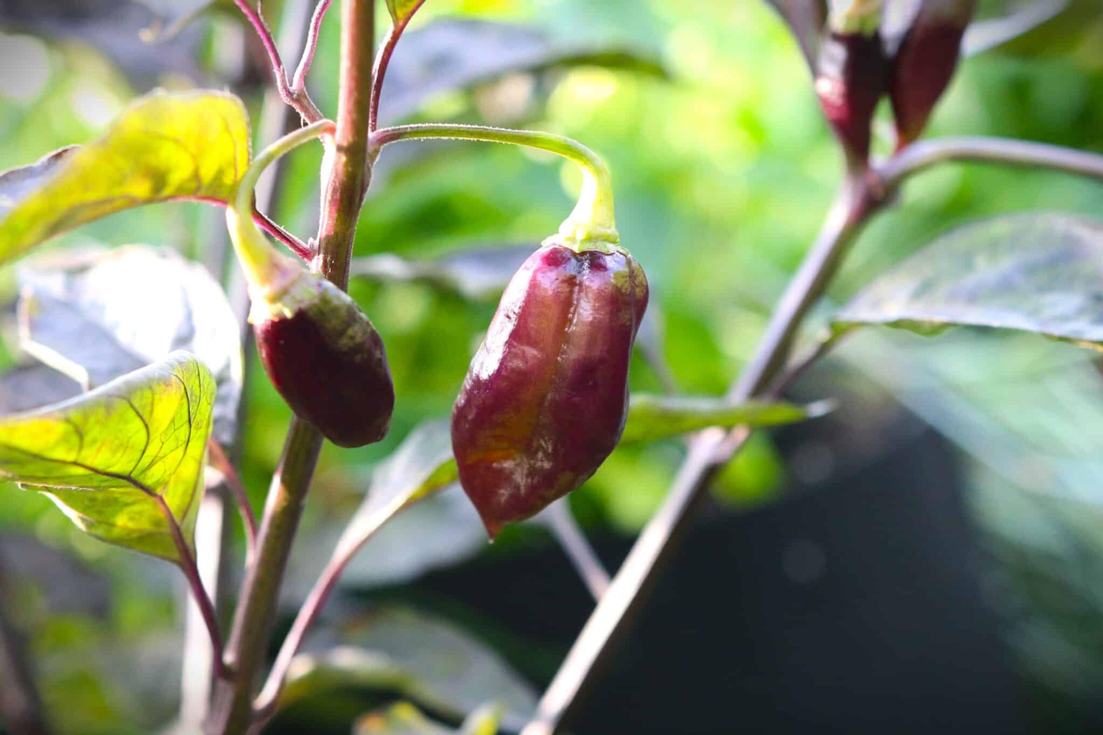 Taj Mahal Pink Peach miniatyrbild 2