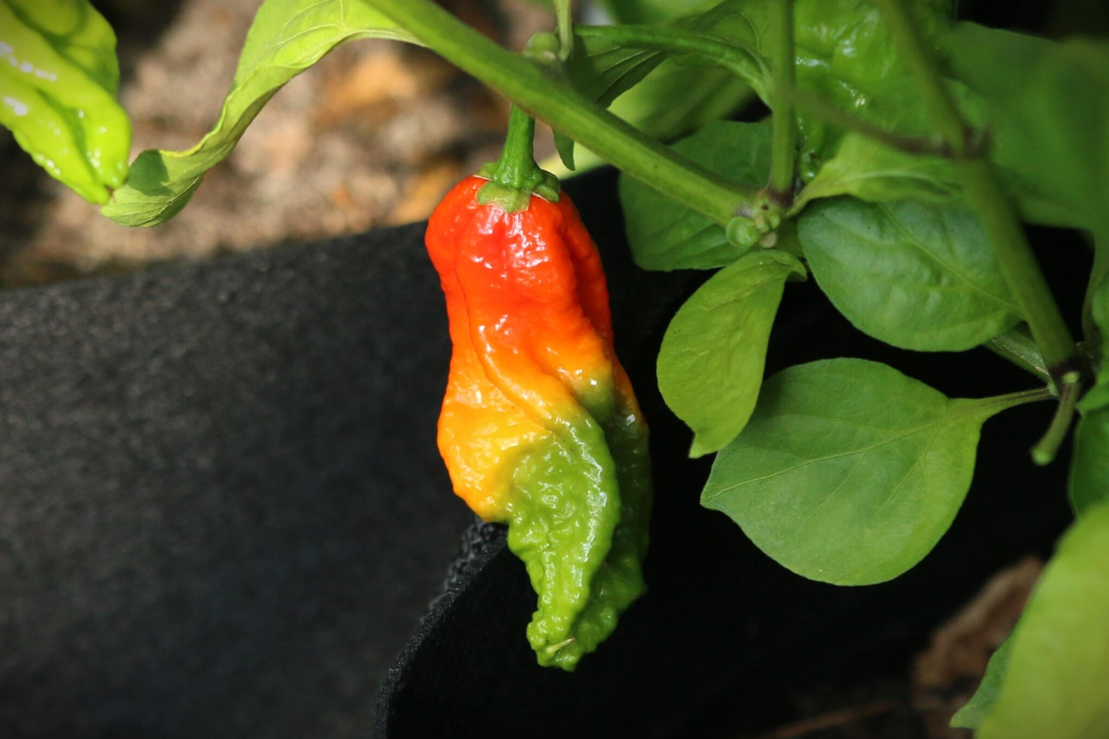 Improved Naga miniatyrbild 2