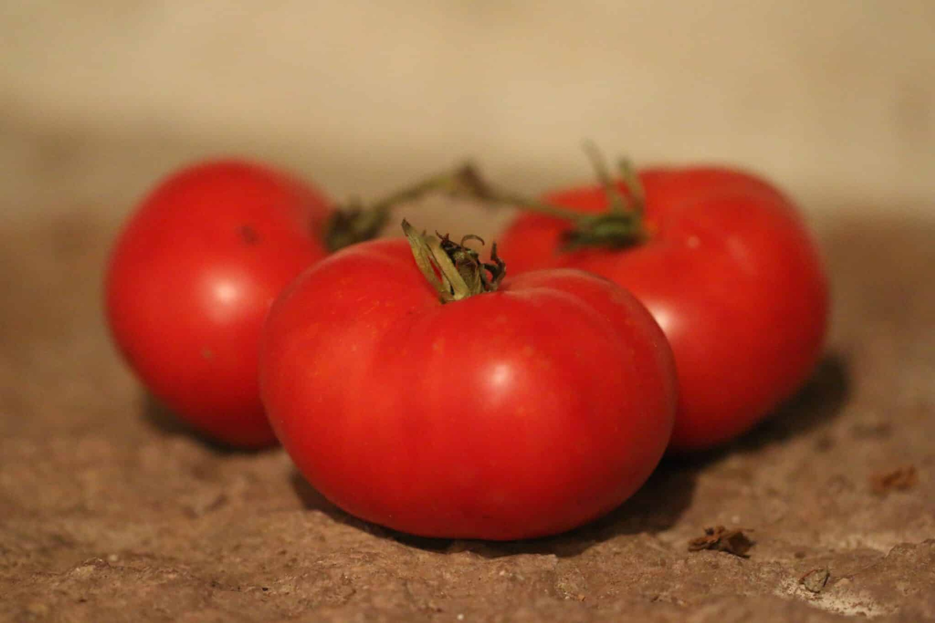 Superprecoce Di Marmande - Svenskodlade tomatfrön från Svenska Frön