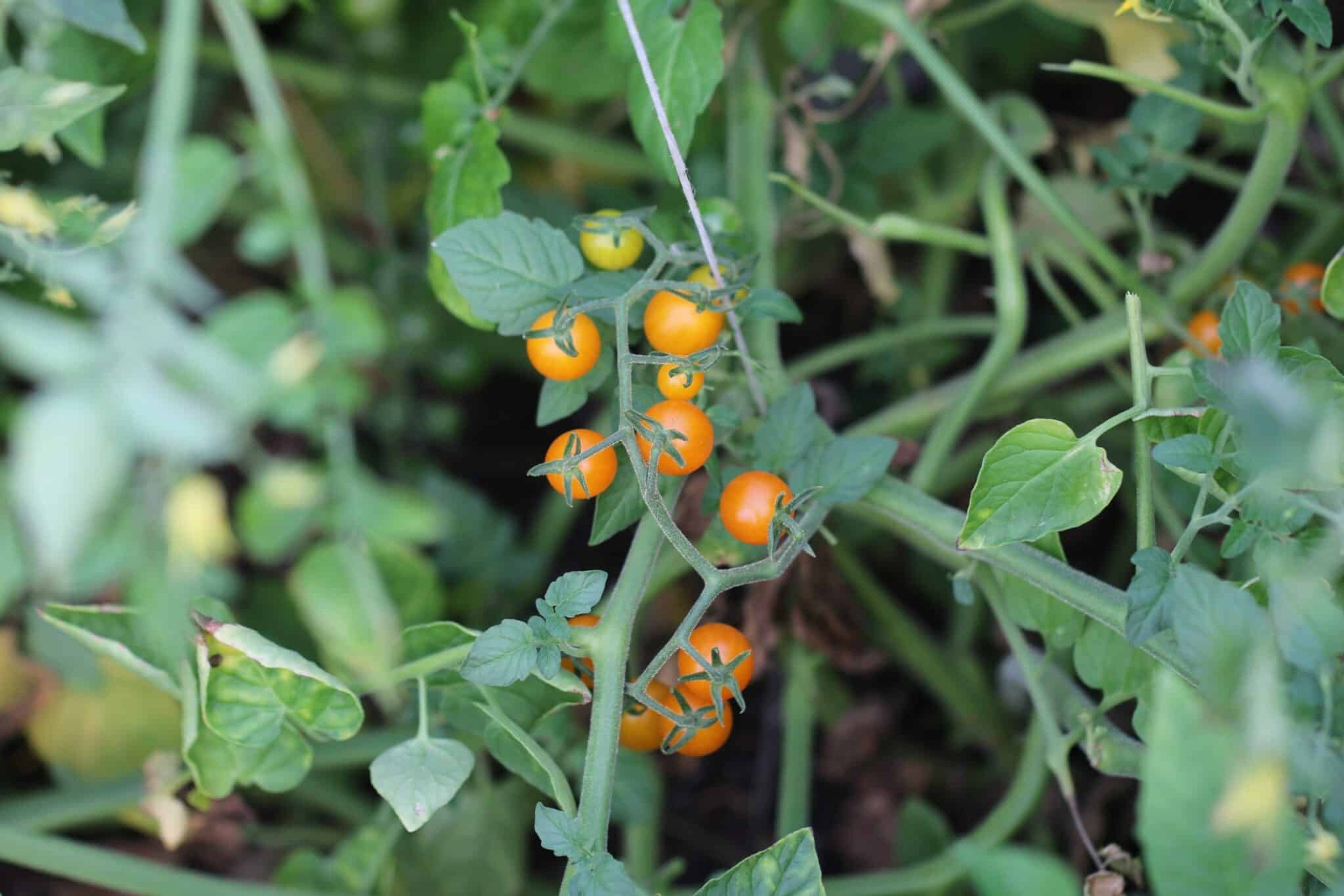 Currant Gold Rush - Svenskodlade tomatfrön från Svenska Frön