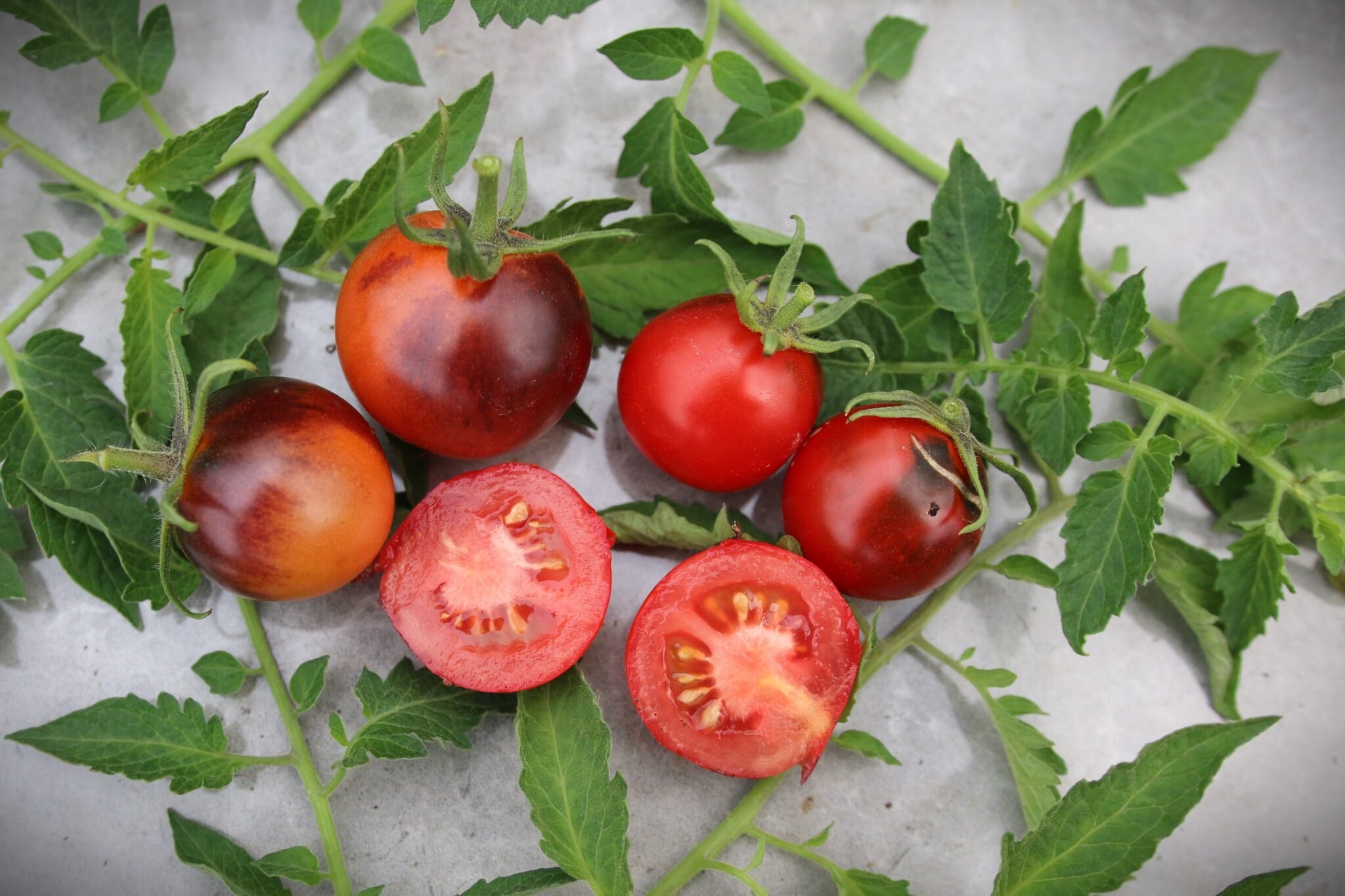 Köp Cascade Village Blue - Tomatfrön online hos Svenska Frön Cascade Village Blue - Svenskodlade tomatfrön från Svenska Frön