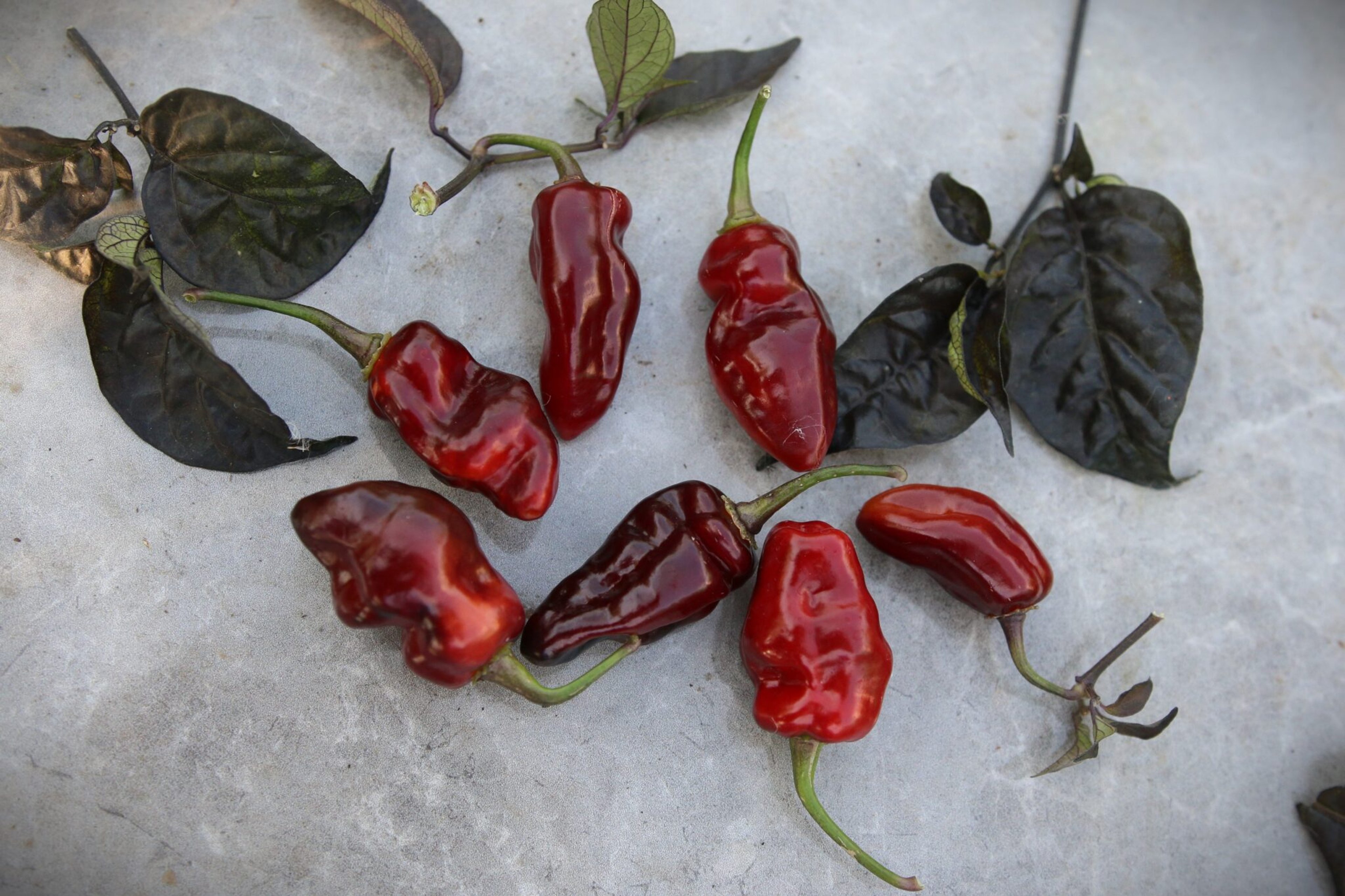 Pimenta Puma - Svenskodlade chilifrön från Svenska Frön