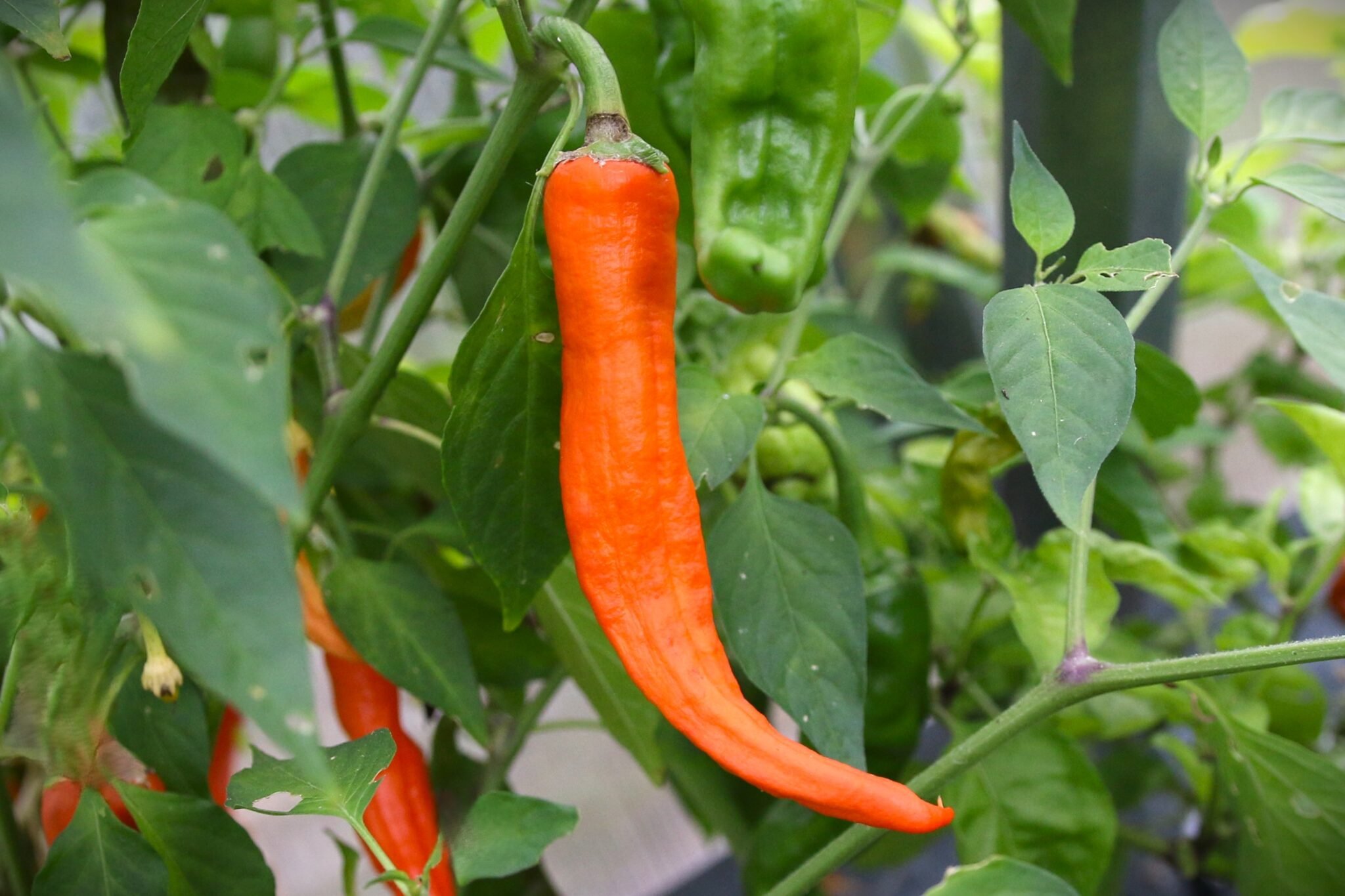 Köp NuMex Sunset - Chilifrön online hos Svenska Frön NuMex Sunset - Svenskodlade chilifrön från Svenska Frön