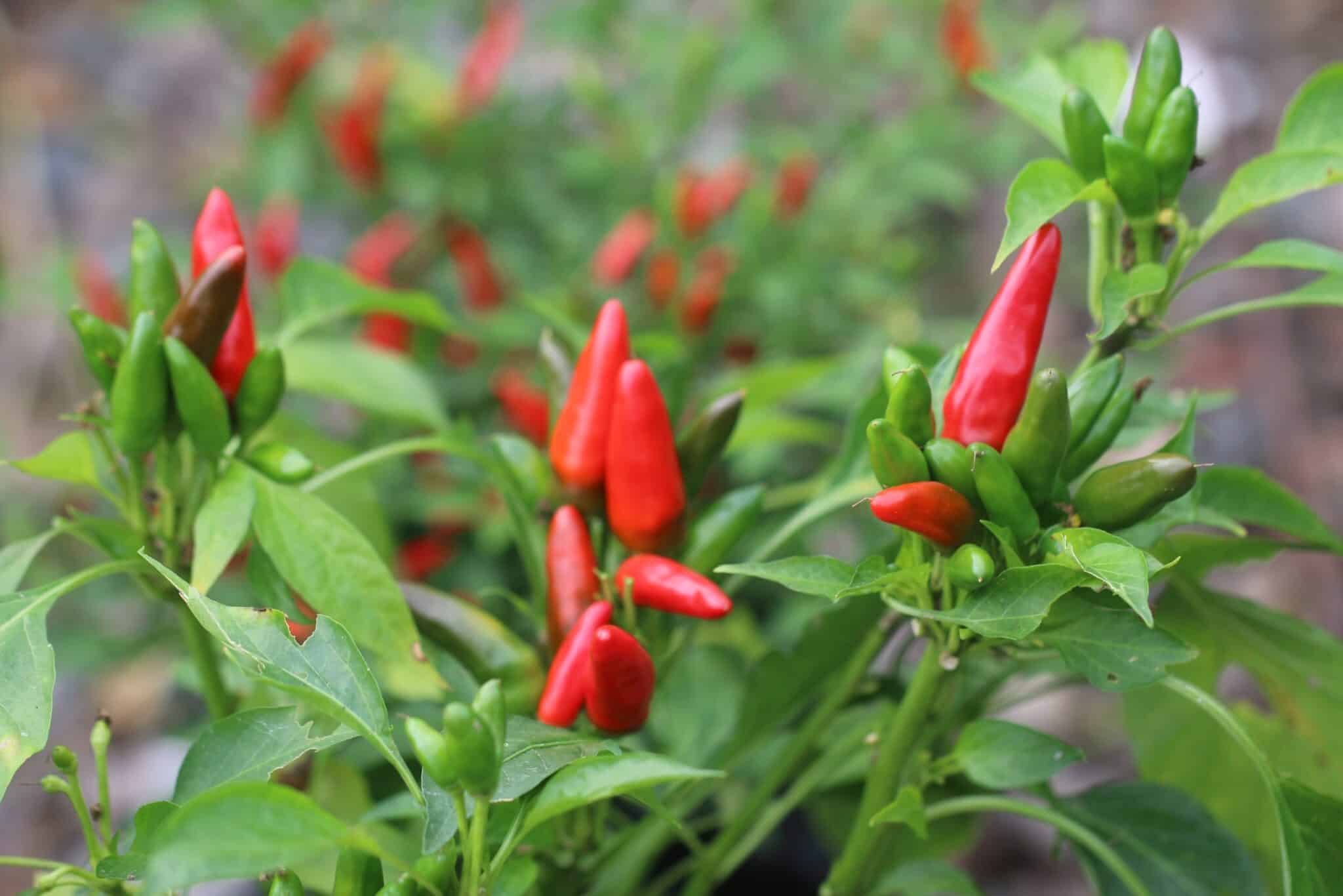 Köp Piccante a Mazzetti - Chilifrön online hos Svenska Frön Piccante a Mazzetti - Svenskodlade chilifrön från Svenska Frön