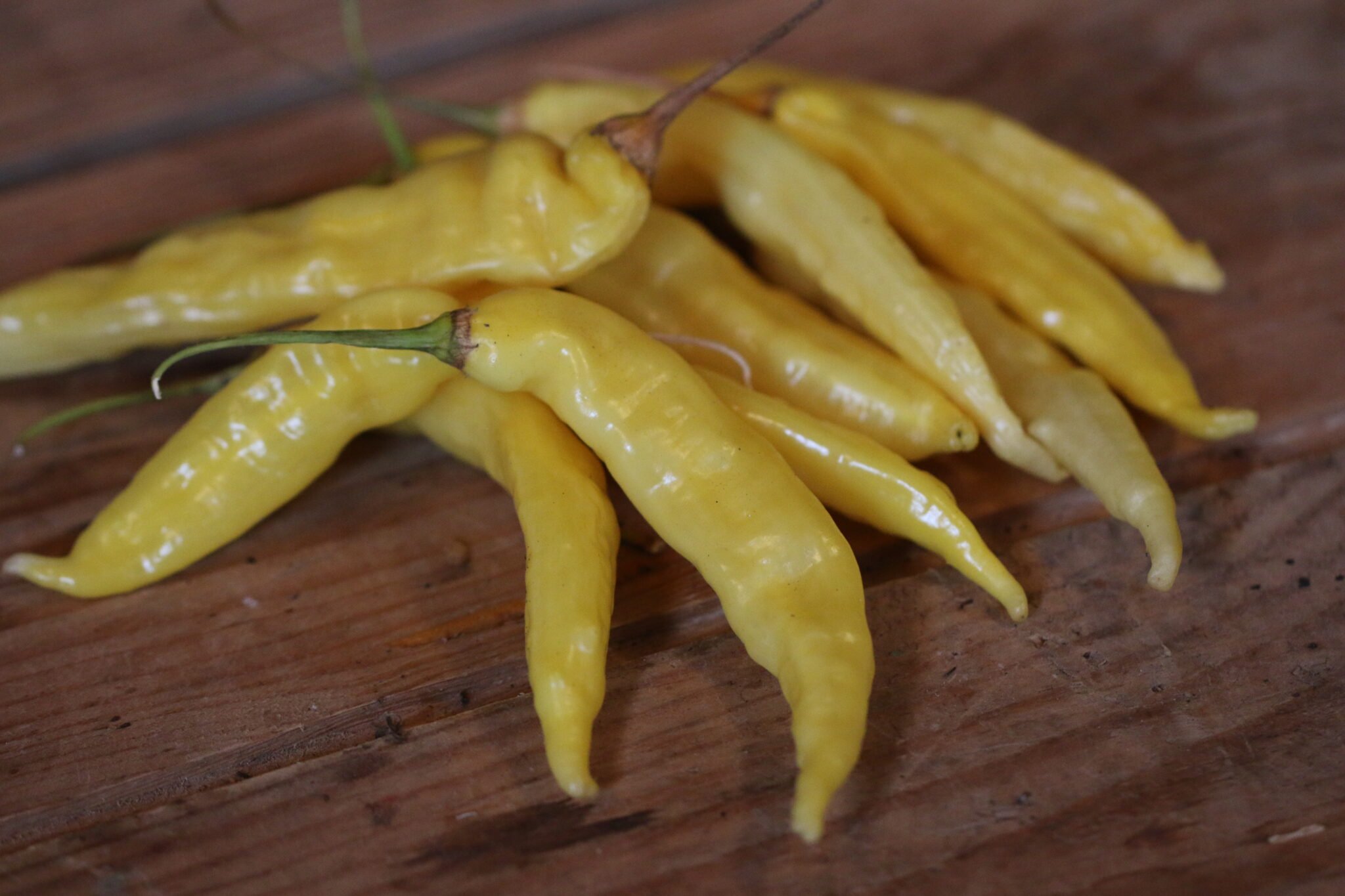 Köp Aji Pineapple Large - Chilifrön online hos Svenska Frön Aji Pineapple Large - Svenskodlade chilifrön från Svenska Frön