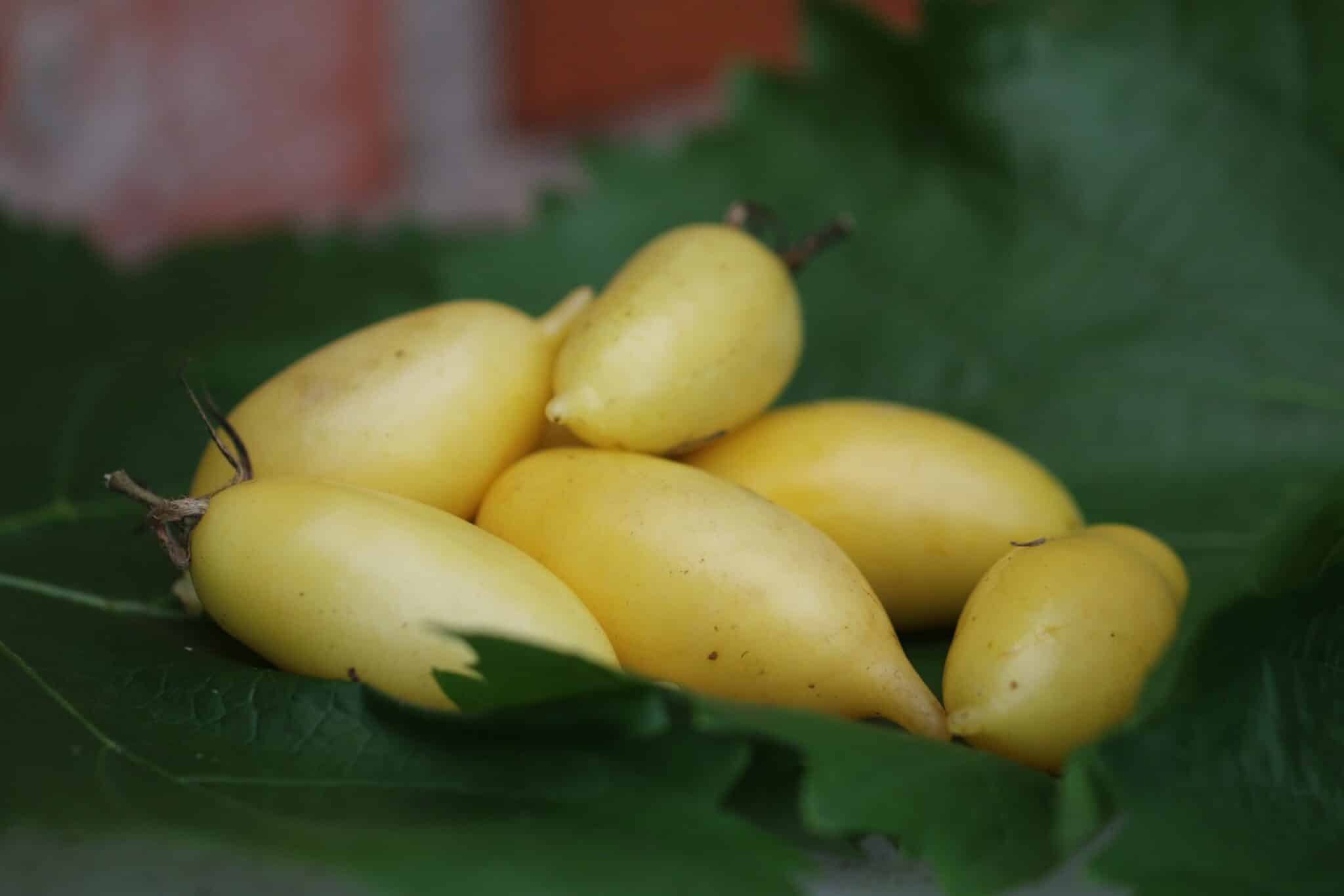 Köp Cream Sausage - Tomatfrön online hos Svenska Frön Cream Sausage - Svenskodlade tomatfrön från Svenska Frön