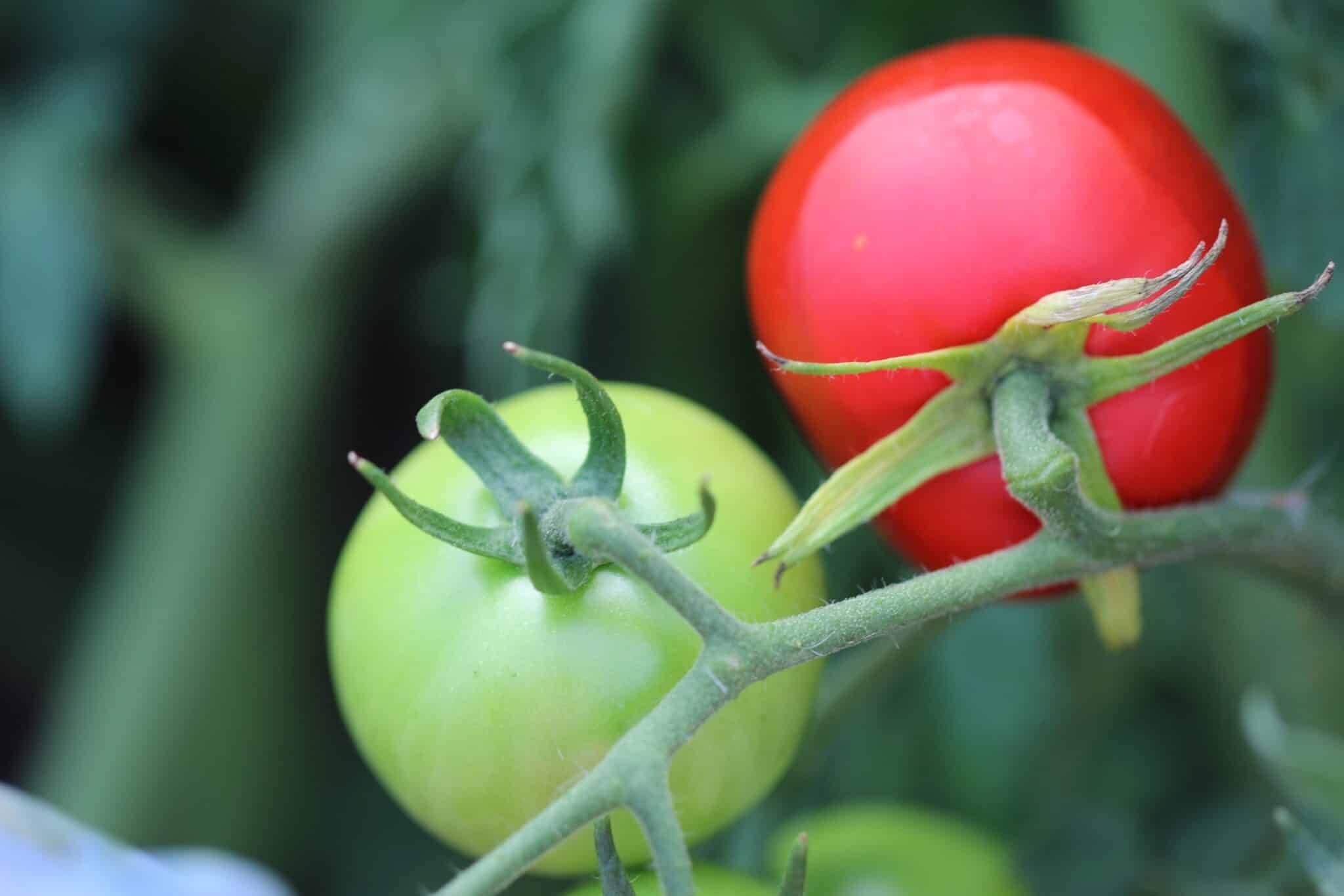 Köp Poranek - Tomatfrön online hos Svenska Frön Poranek - Svenskodlade tomatfrön från Svenska Frön