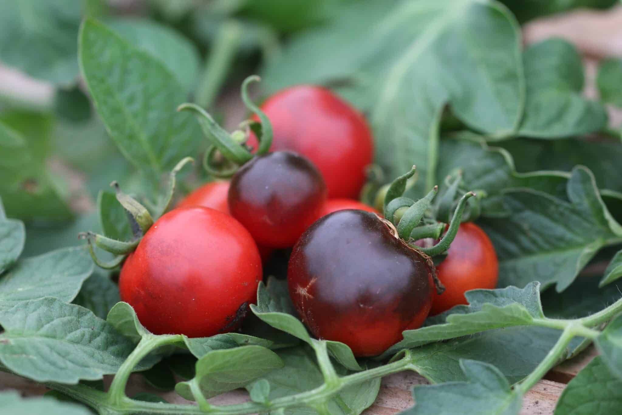 Köp Indigo Rose - Tomatfrön online hos Chilifrön.se Mörkvioletta Indigo Rose-tomater med antocyan-pigment