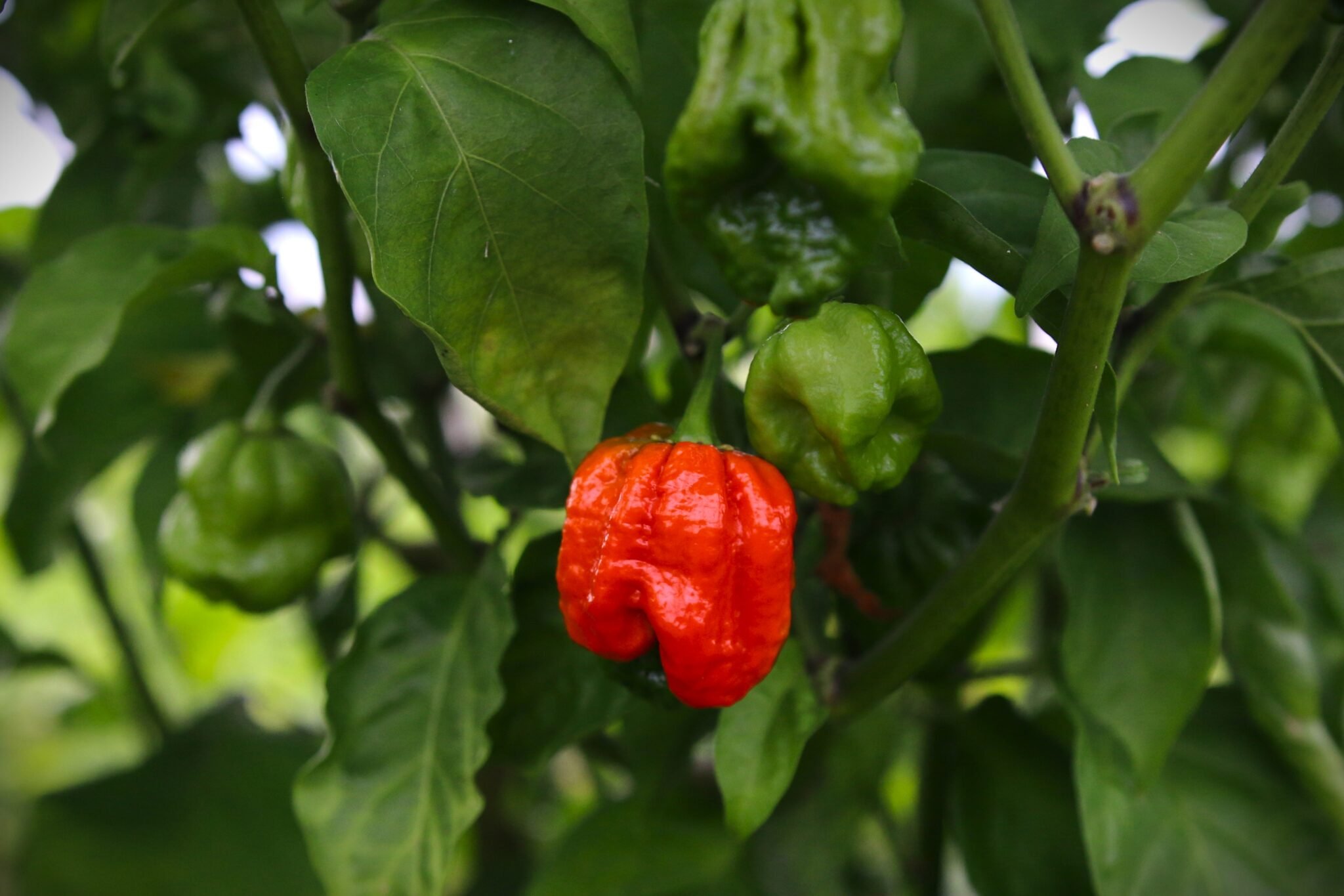 Köp 7 Pot Lucy - Chilifrön online hos Svenska Frön 7 Pot Lucy - Svenskodlade chilifrön från Svenska Frön