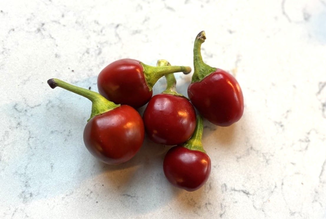 Köp Bacio di Satana - Chilifrön online hos Svenska Frön Bacio di Satana - Svenskodlade chilifrön från Svenska Frön