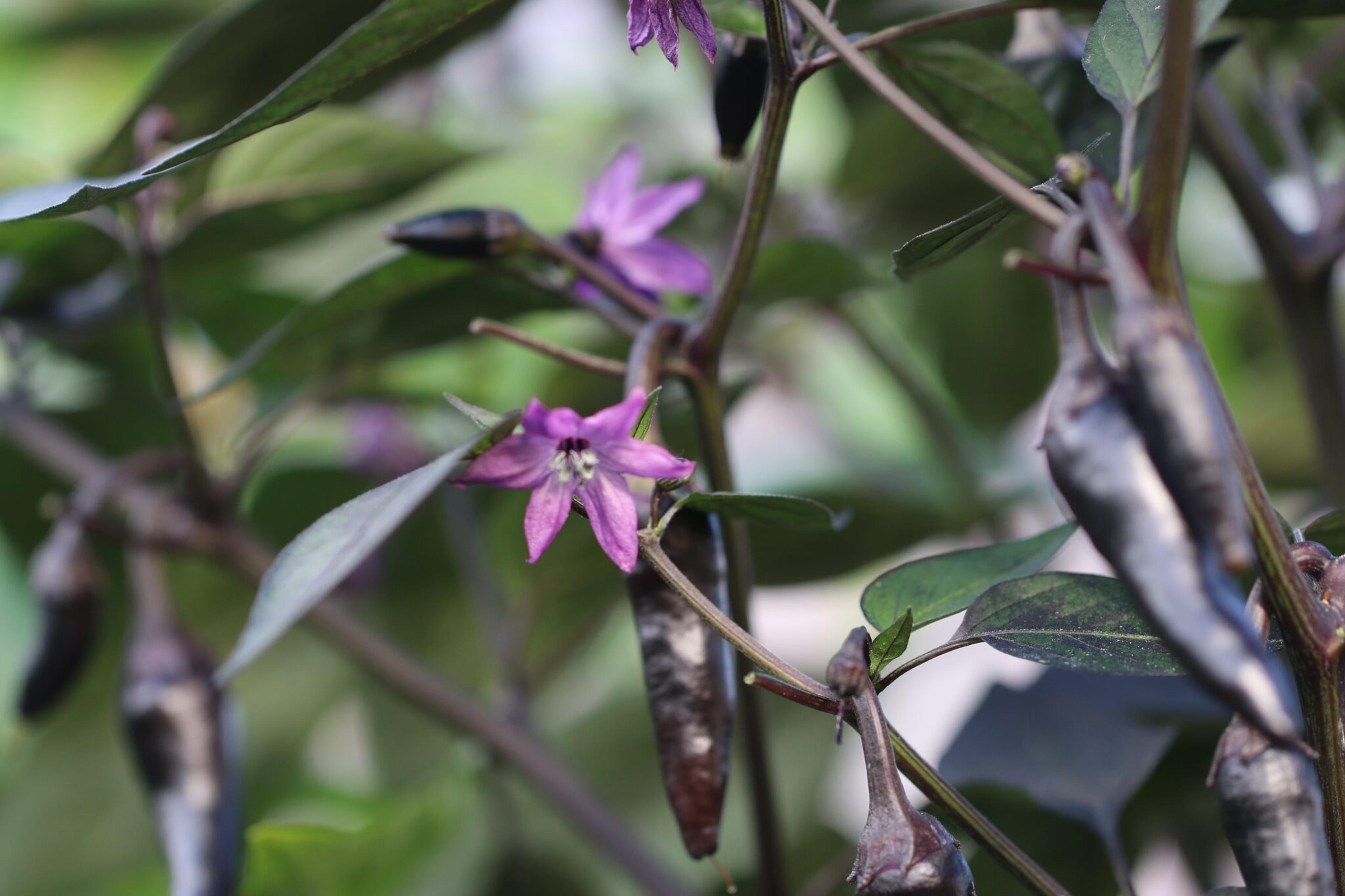 Count Dracula miniatyrbild 3