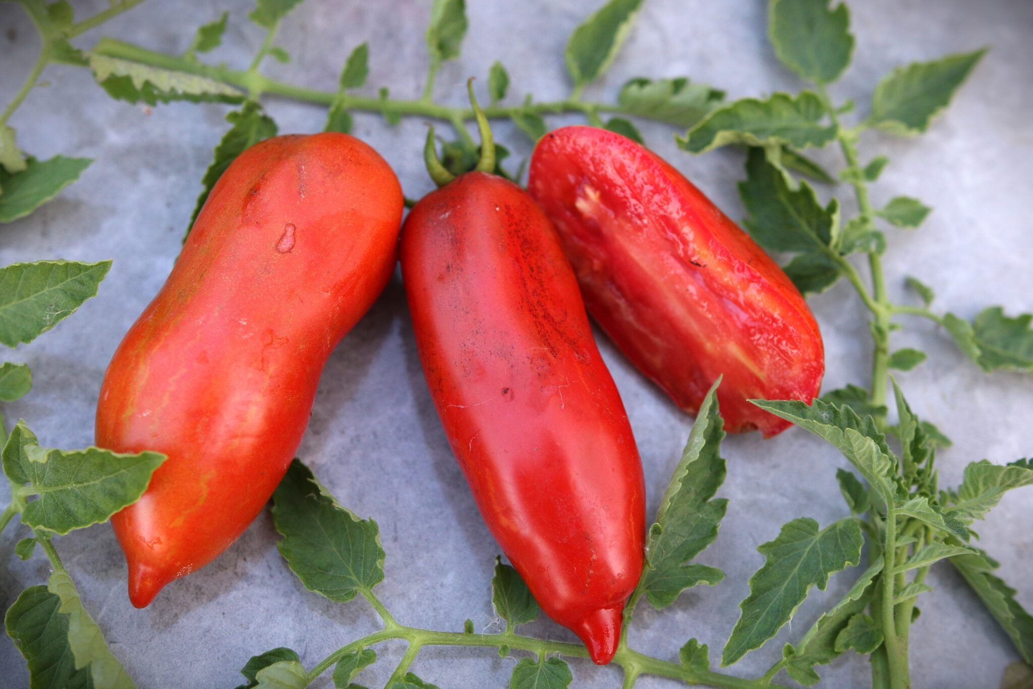 Köp Marzano fire - Tomatfrön online hos Svenska Frön Marzano fire - Svenskodlade tomatfrön från Svenska Frön