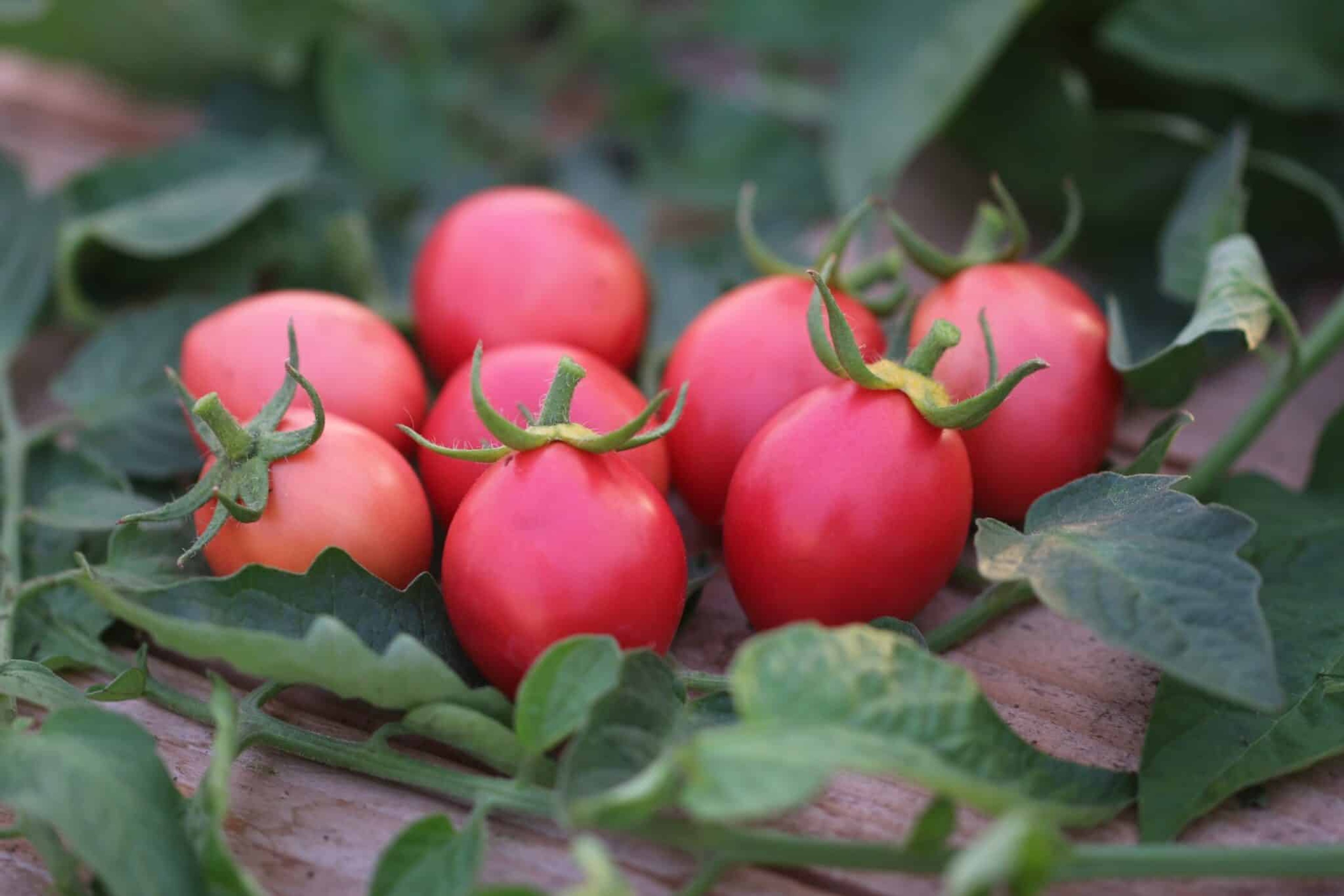 Rosa äggformade Pink Thai Egg-tomater