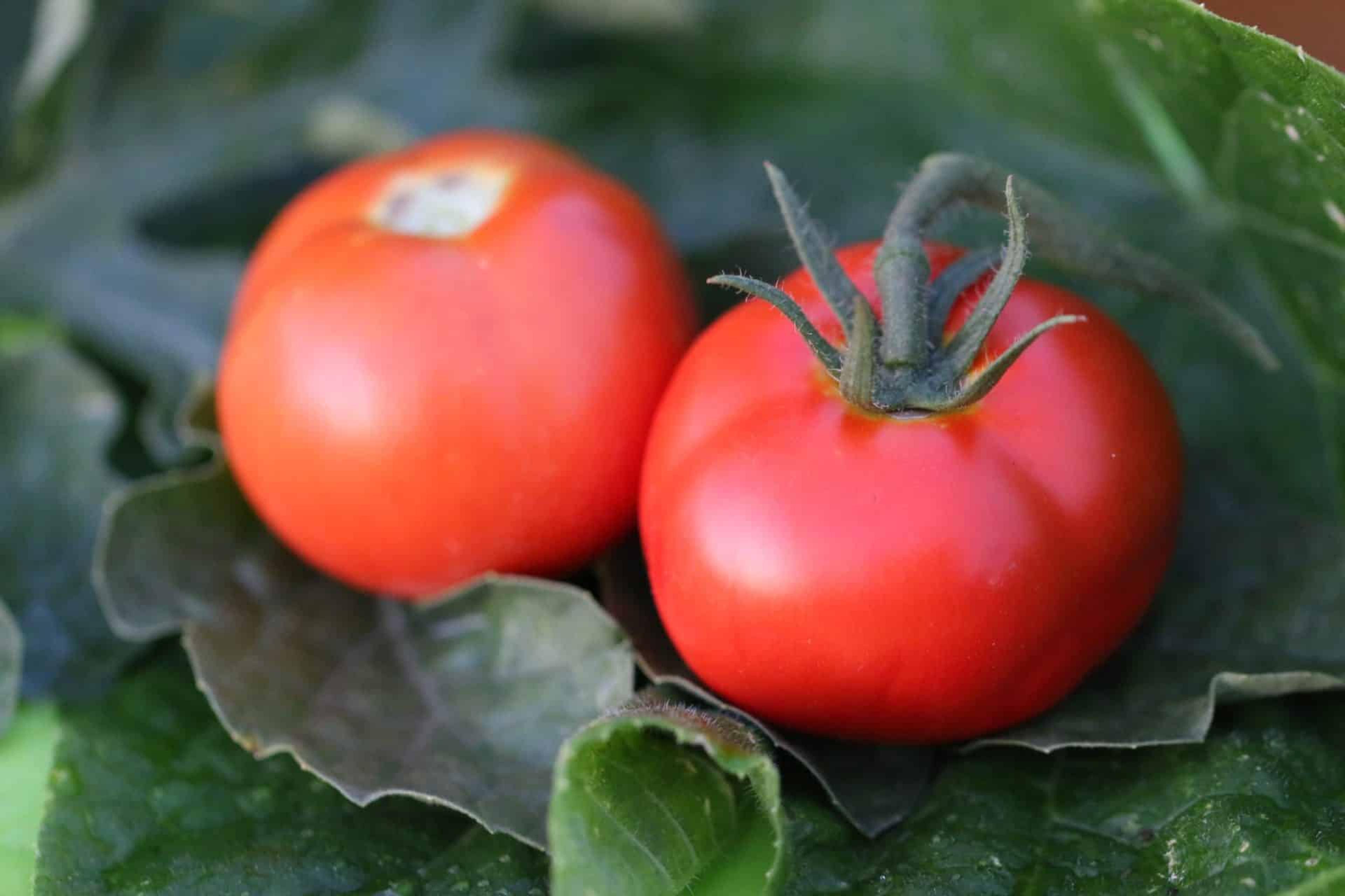 Silvery Fir Tree miniatyrbild 2