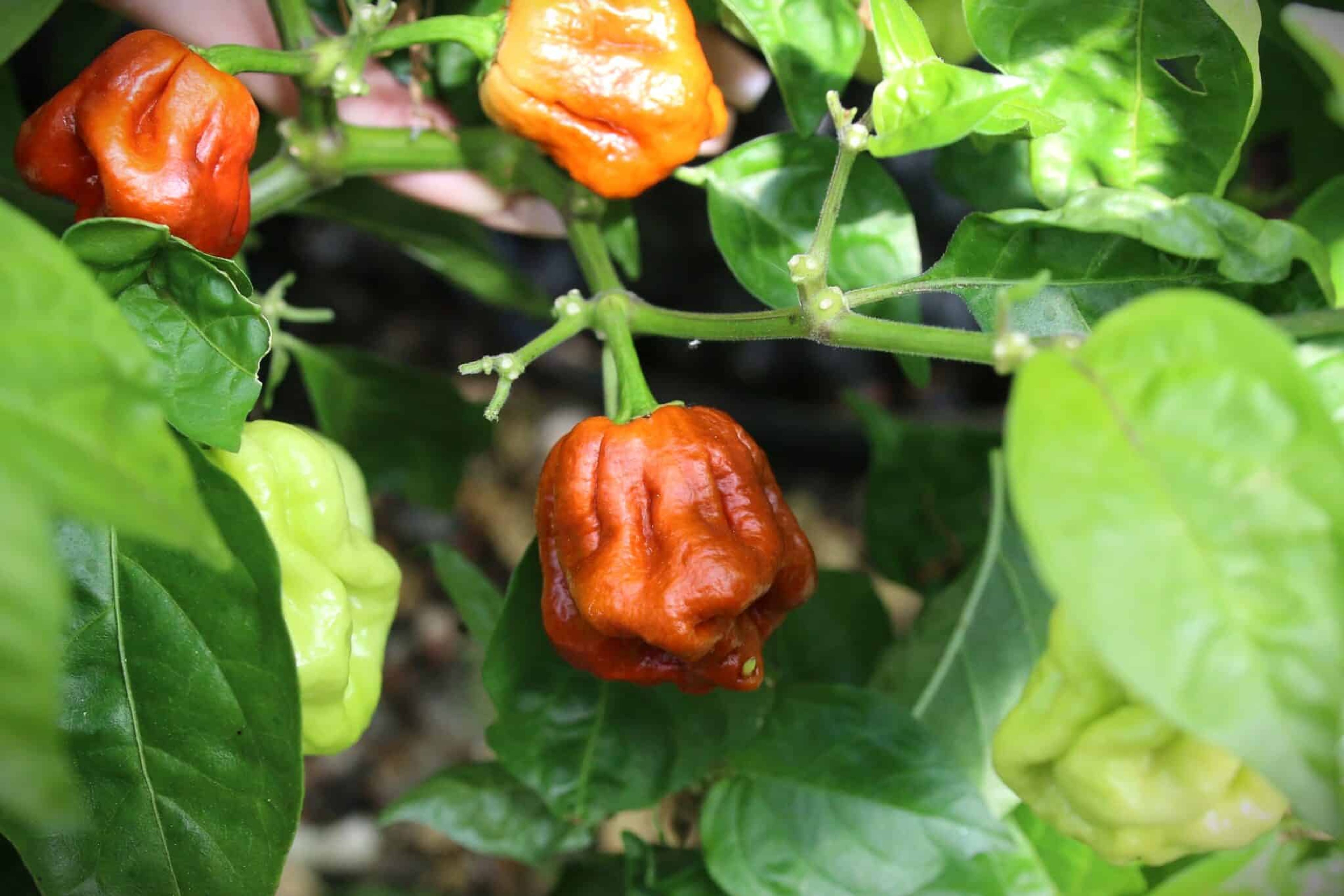 Trinidad Scorpion Moruga Caramel - Svenskodlade chilifrön från Svenska Frön
