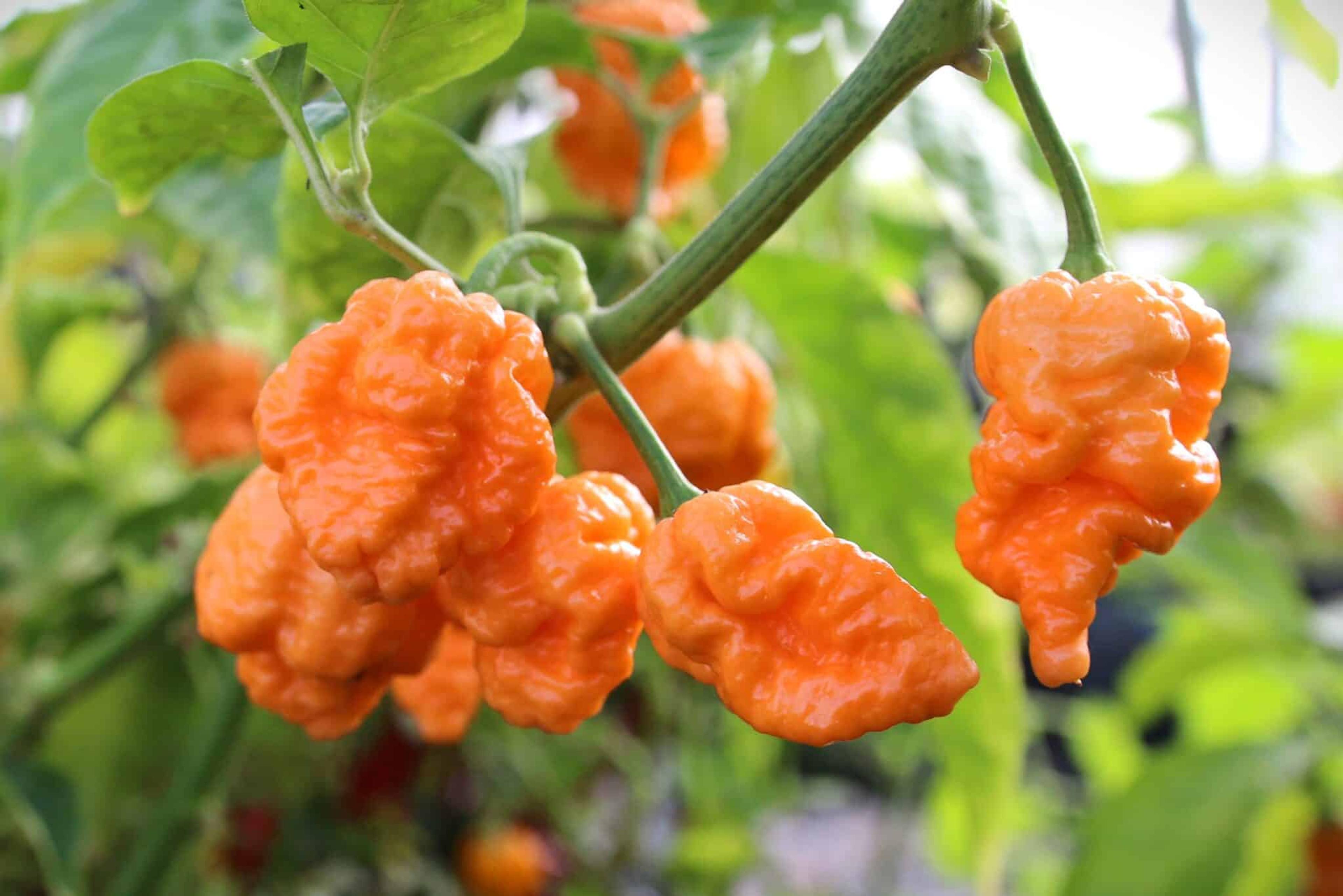 Brain Collapse Peach DD miniatyrbild 2