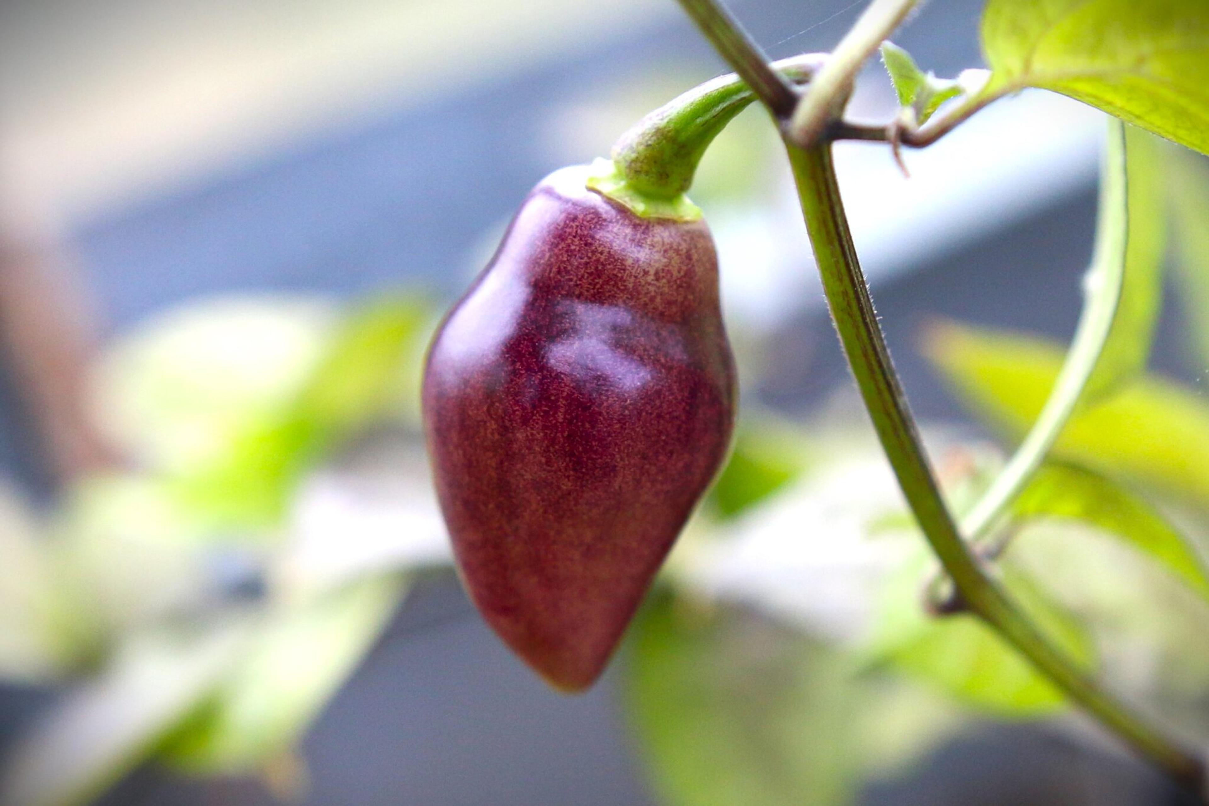 Chupetinho Purple miniatyrbild 2