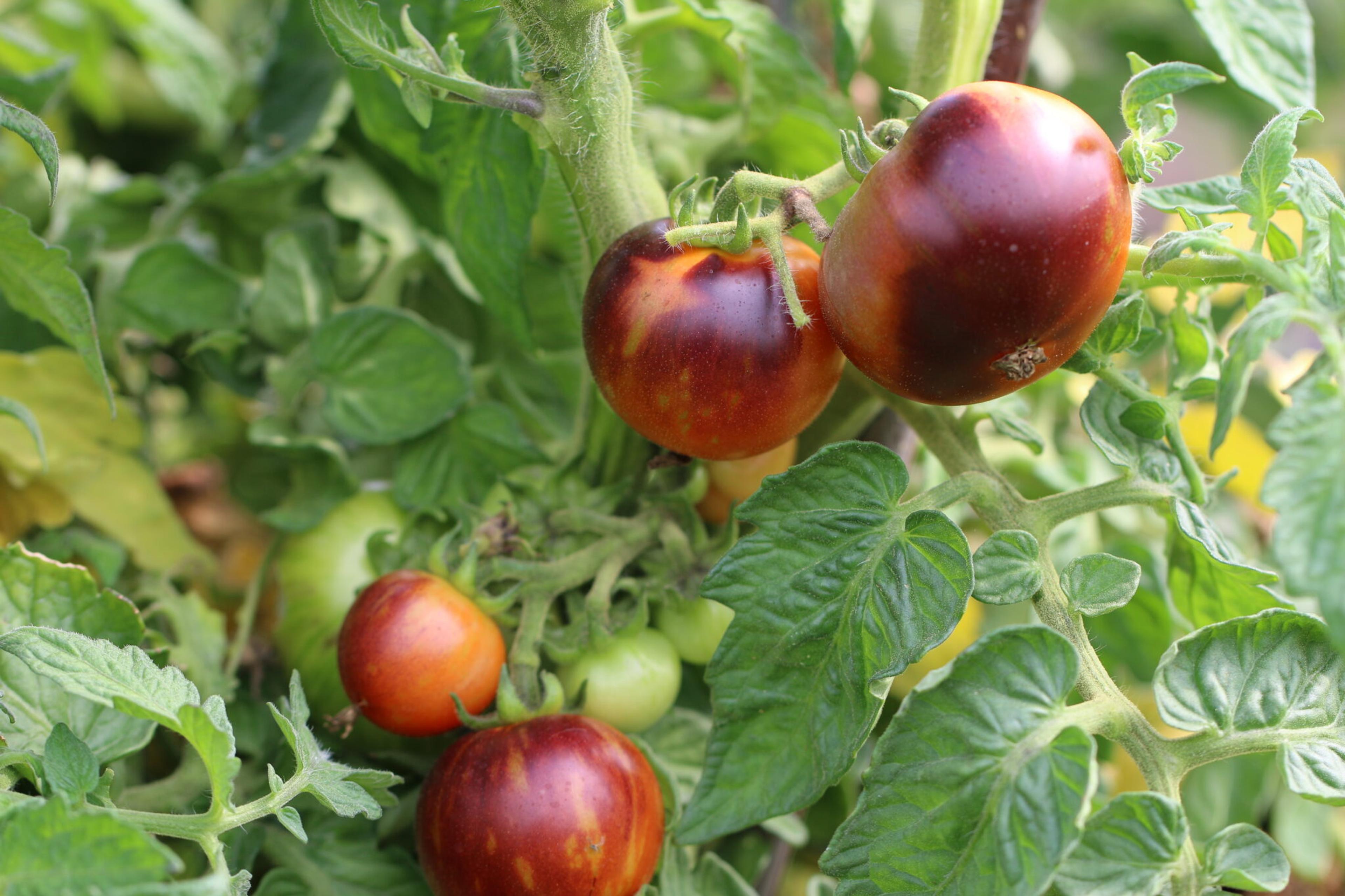 Antho Striped miniatyrbild 2