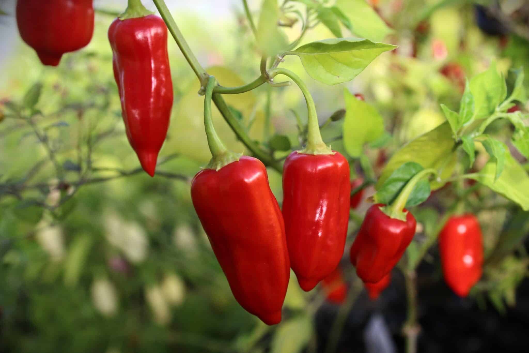 Köp Tepin X Lemon Drop - Chilifrön online hos Chilifrön.se Tepin X Lemon Drop - Svenskodlade chilifrön från Chilifrön.se