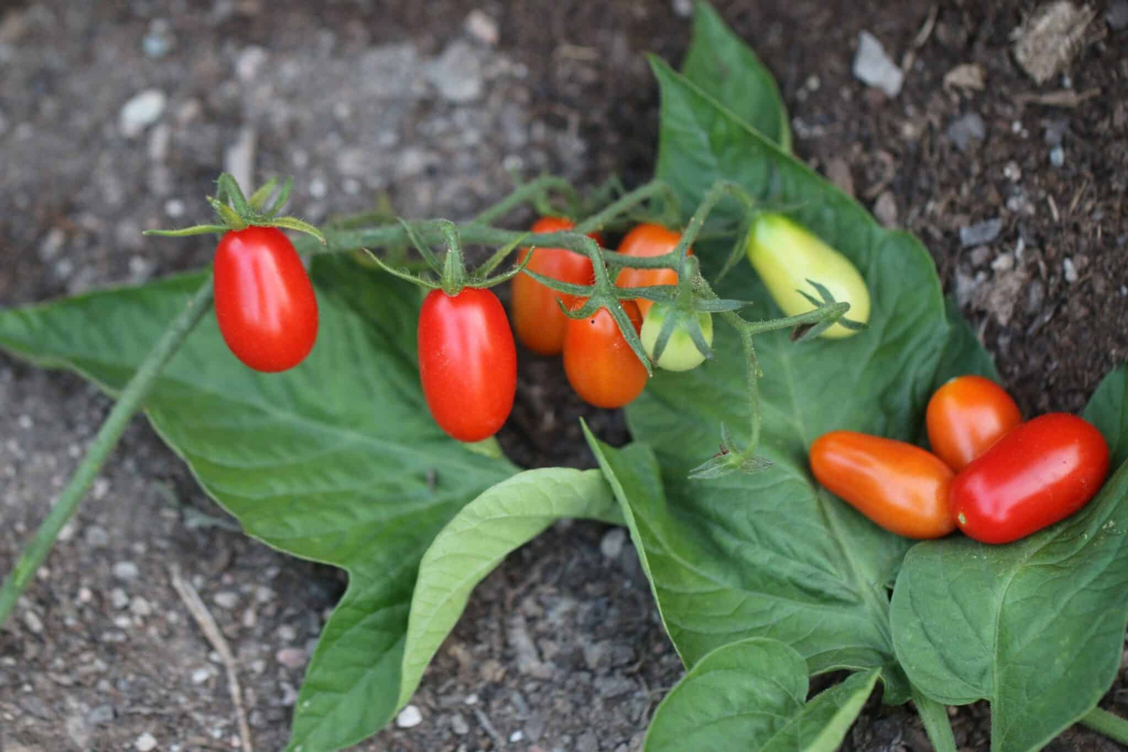 Cherry Roma - Svenskodlade tomatfrön från Svenska Frön