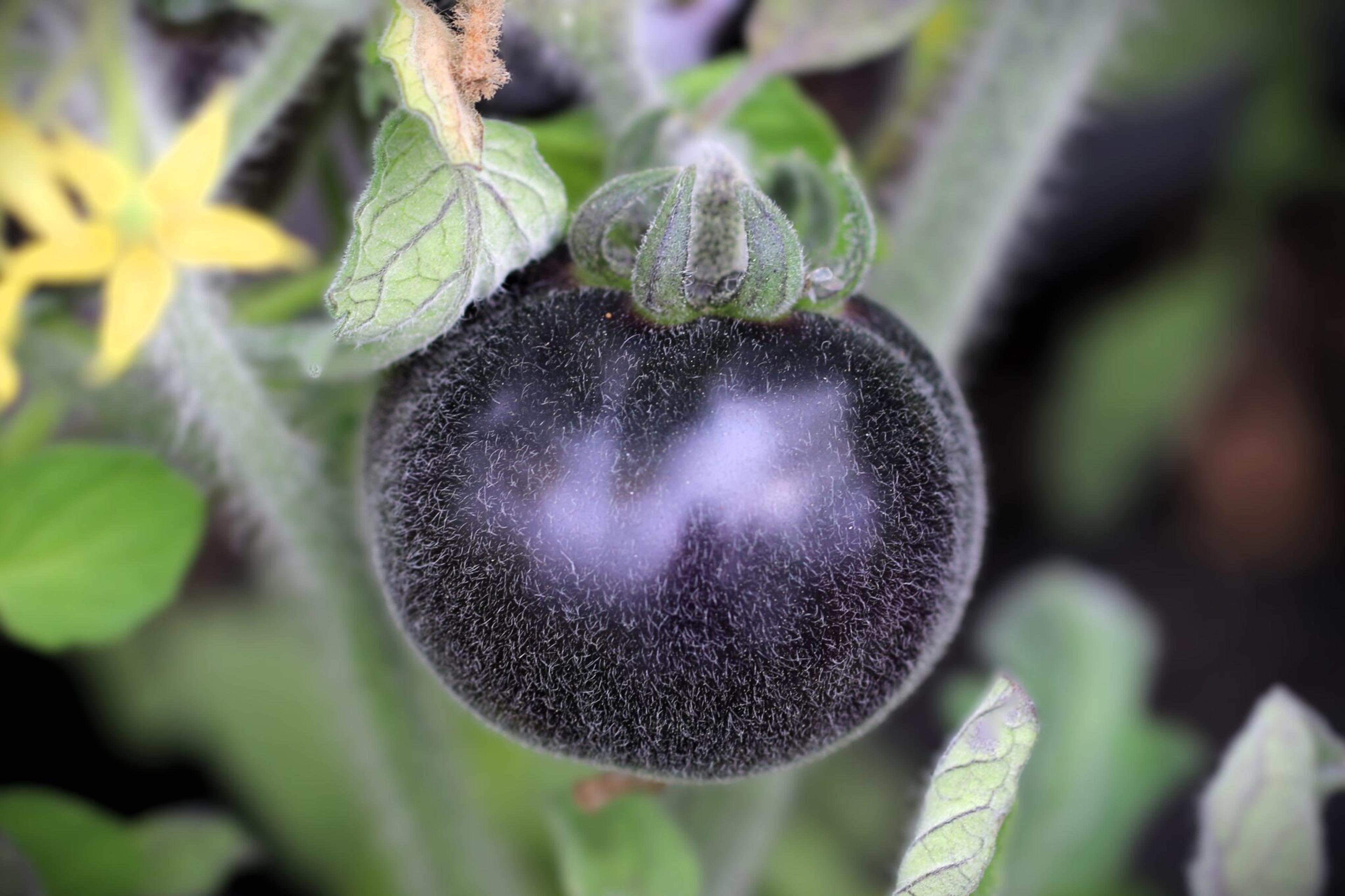 Elma Blue miniatyrbild 2