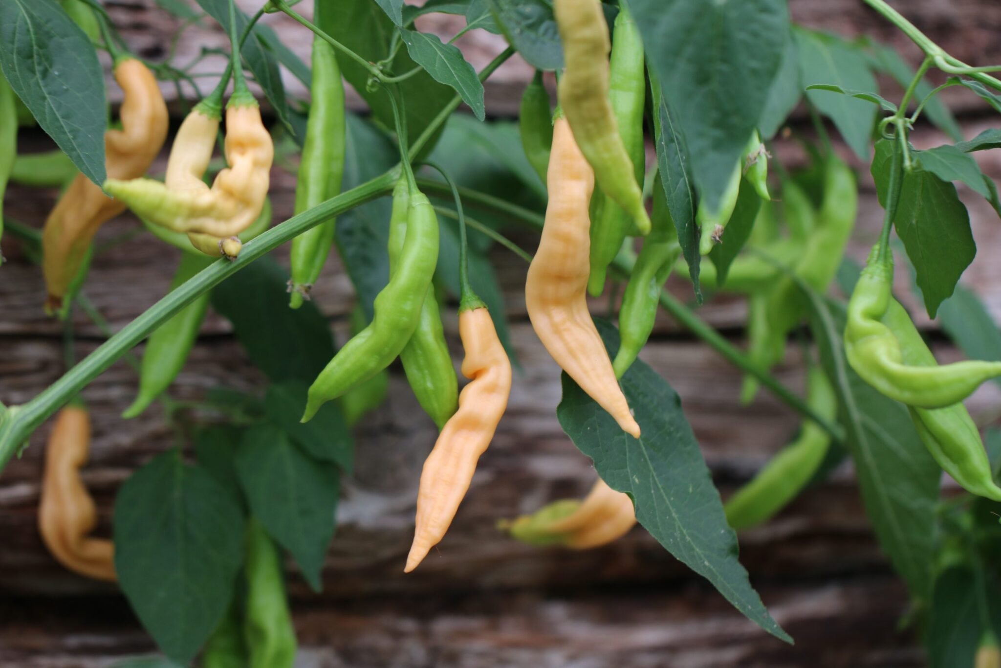 Köp Aji Melocoton - Chilifrön online hos Svenska Frön Aji Melocoton - Svenskodlade chilifrön från Svenska Frön