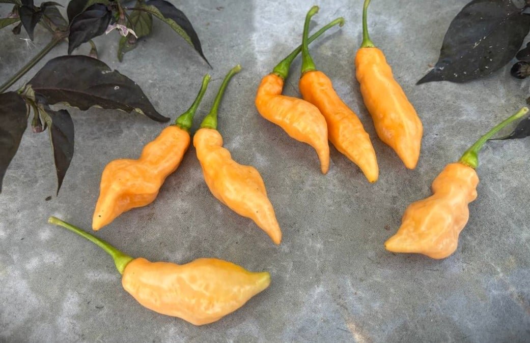 Köp Pimenta Moranga Peach Cross - Chilifrön online hos Svenska Frön Pimenta Moranga Peach Cross - Svenskodlade chilifrön från Svenska Frön