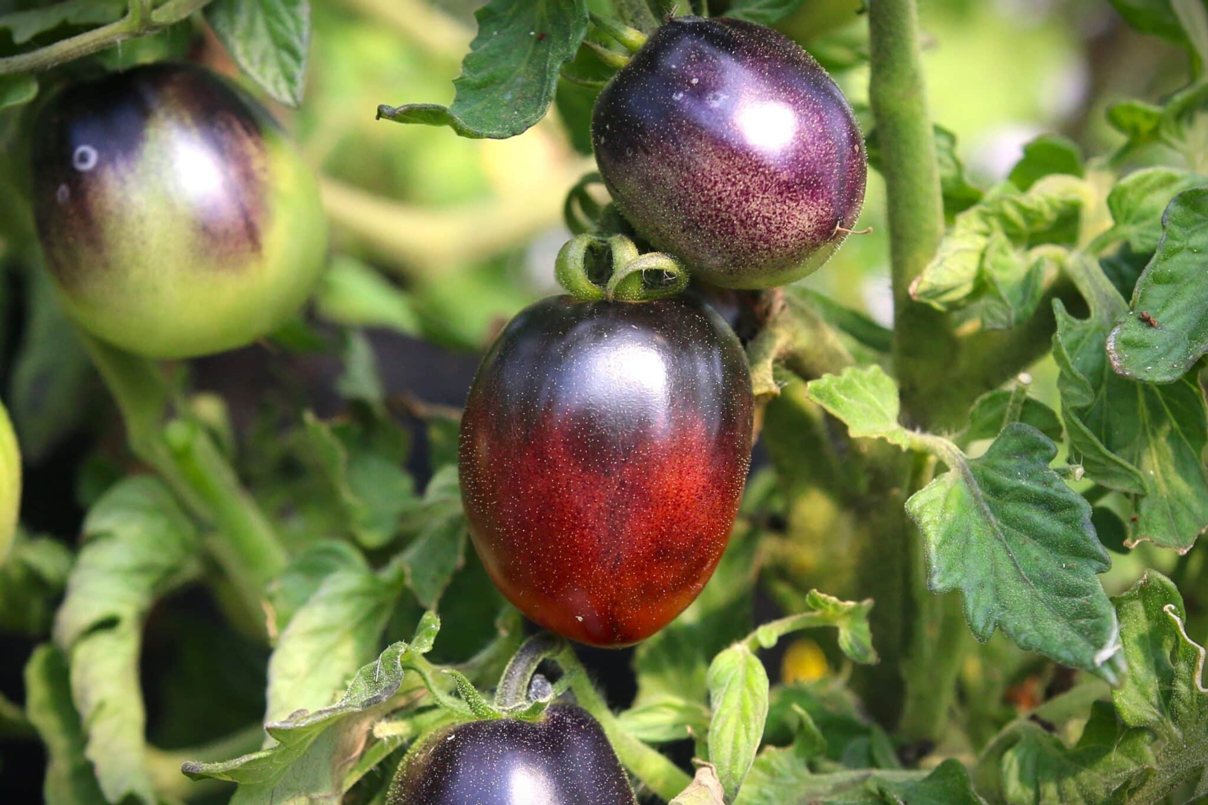 Mocha's Cherry - Svenskodlade tomatfrön från Svenska Frön