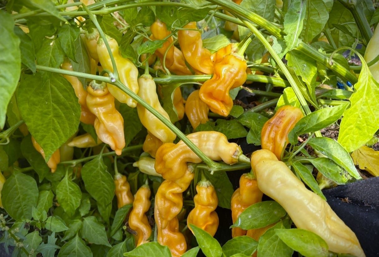 Köp Sugar Rush Peach Giant - Chilifrön online hos Chilifrön.se Persikofärgade avlånga Sugar Rush Peach Giant-chilifrukter på plantan